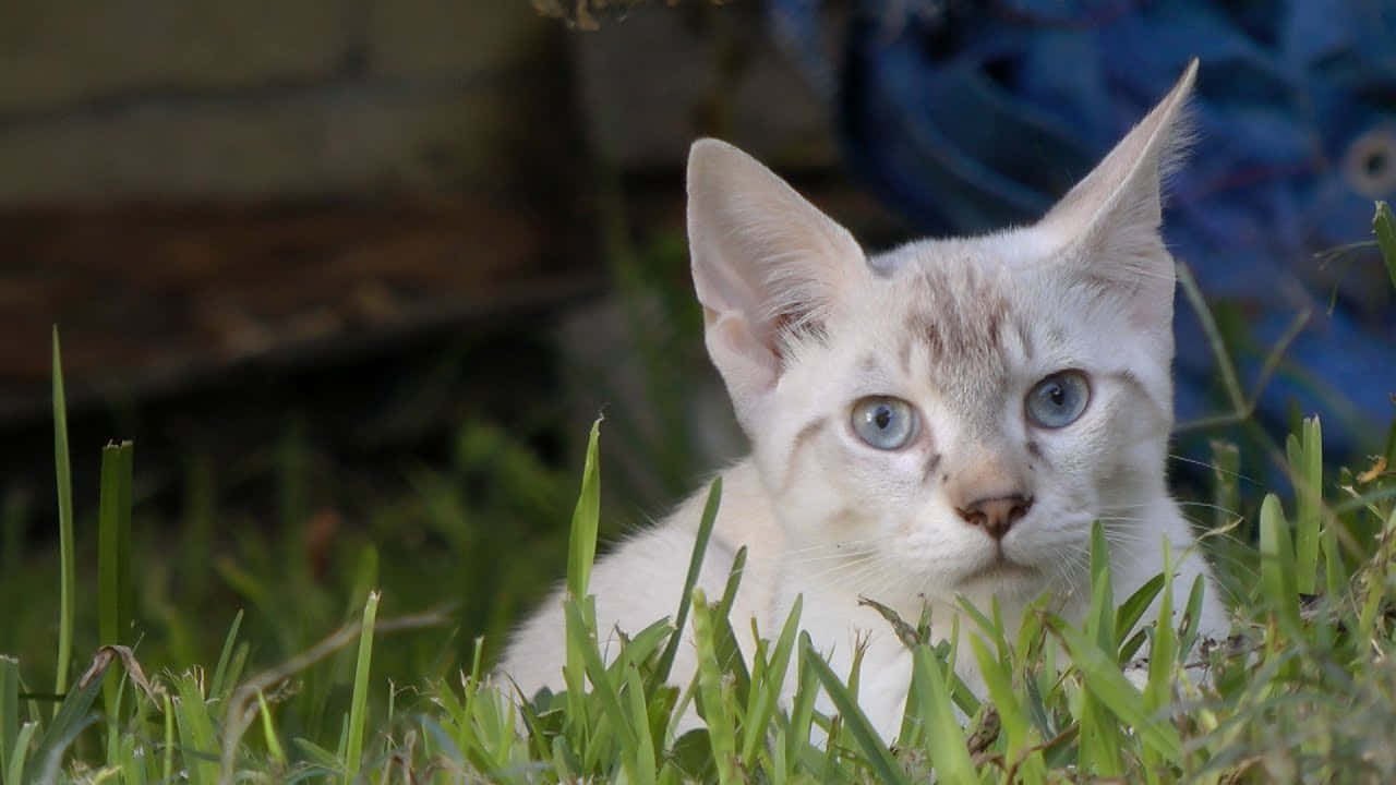 Desert Lynx, white kitten, striking blue eyes, HD Desktop Wallpaper
