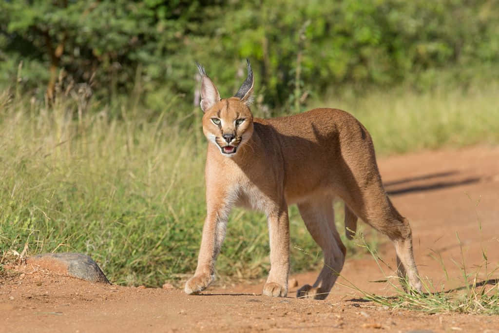 Desert Lynx, caracal, sunlit dirt path, SD Desktop Wallpaper