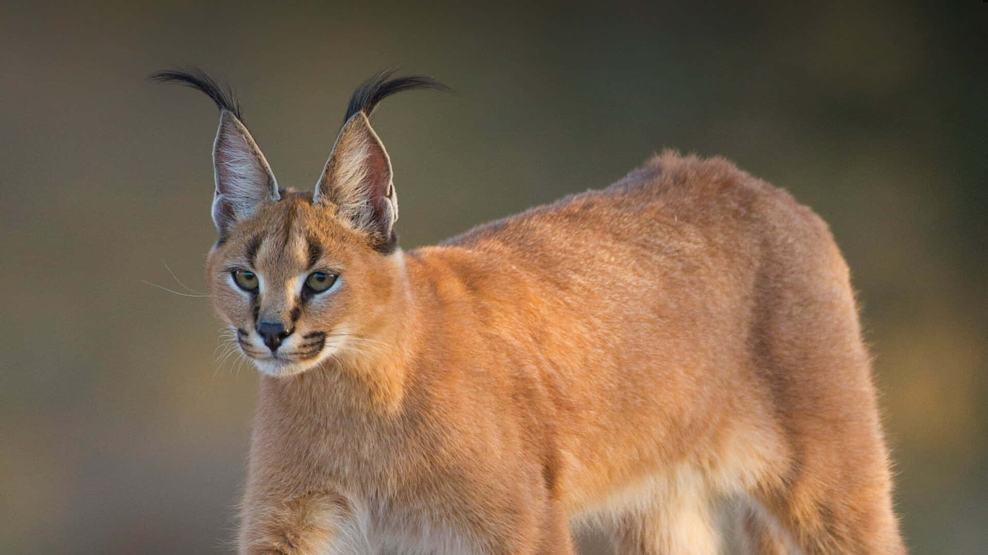 Desert Lynx, caracal, tufted ears, Full HD Desktop Wallpaper