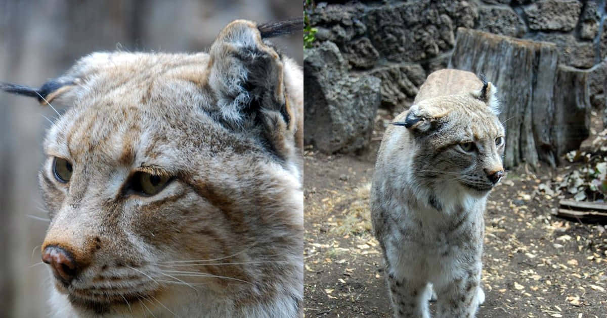 Desert Lynx, rocky enclosure, lynx's intense gaze, SD Desktop Wallpaper