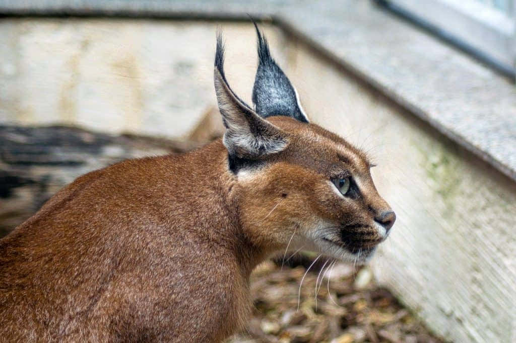 Desert Lynx, caracal, tufted ears, SD Desktop Wallpaper