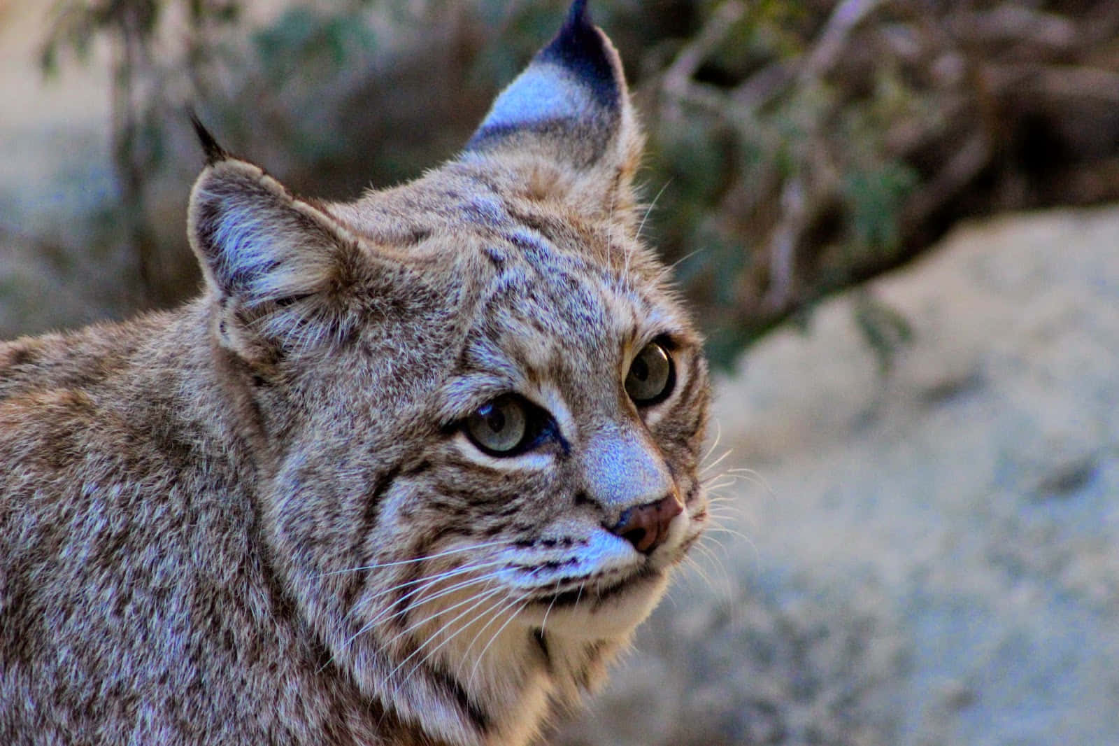 Desert Lynx, bobcat, green eyes, HD Desktop Wallpaper