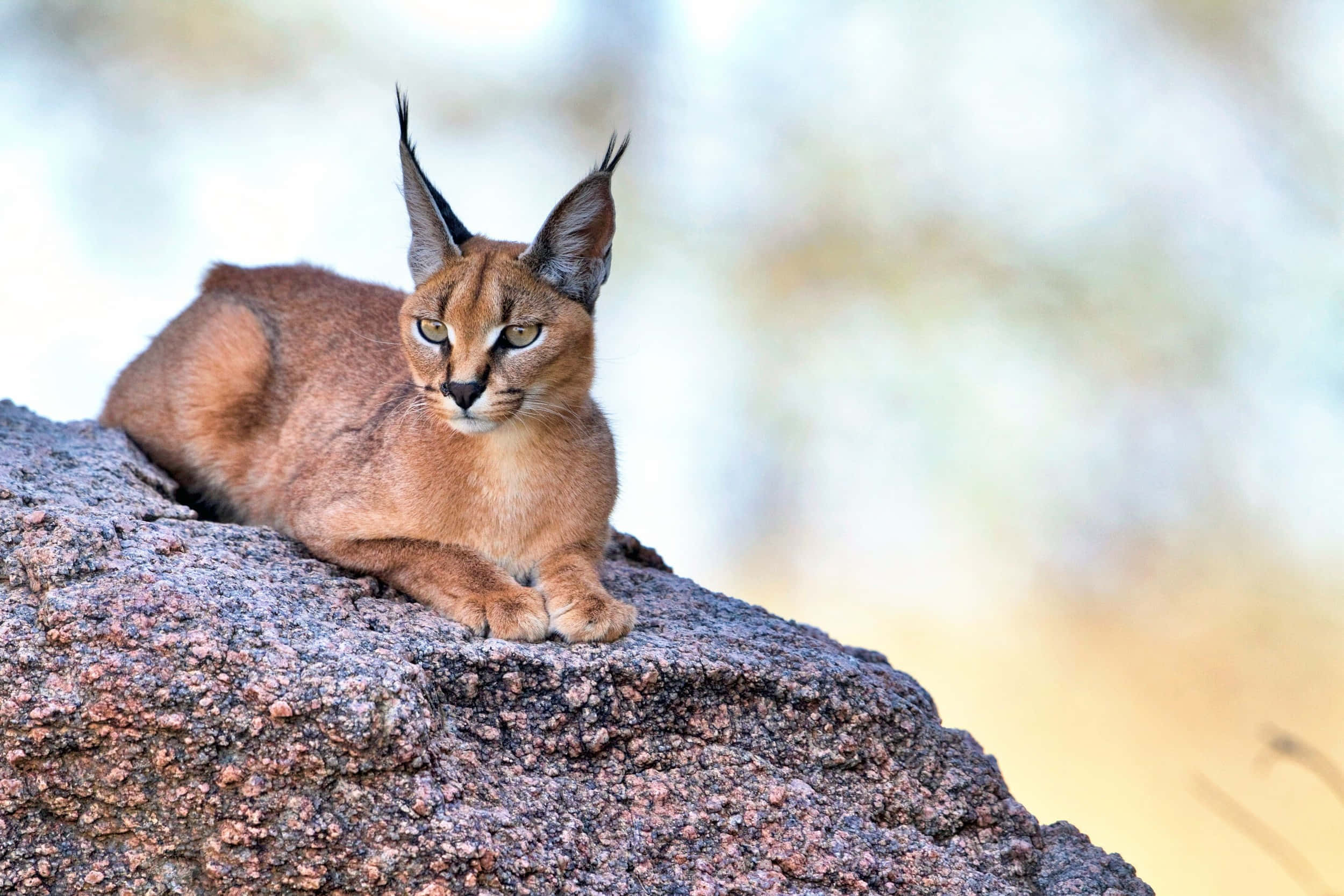 Desert Lynx, caracal, sunlit rock, Full HD Desktop Wallpaper