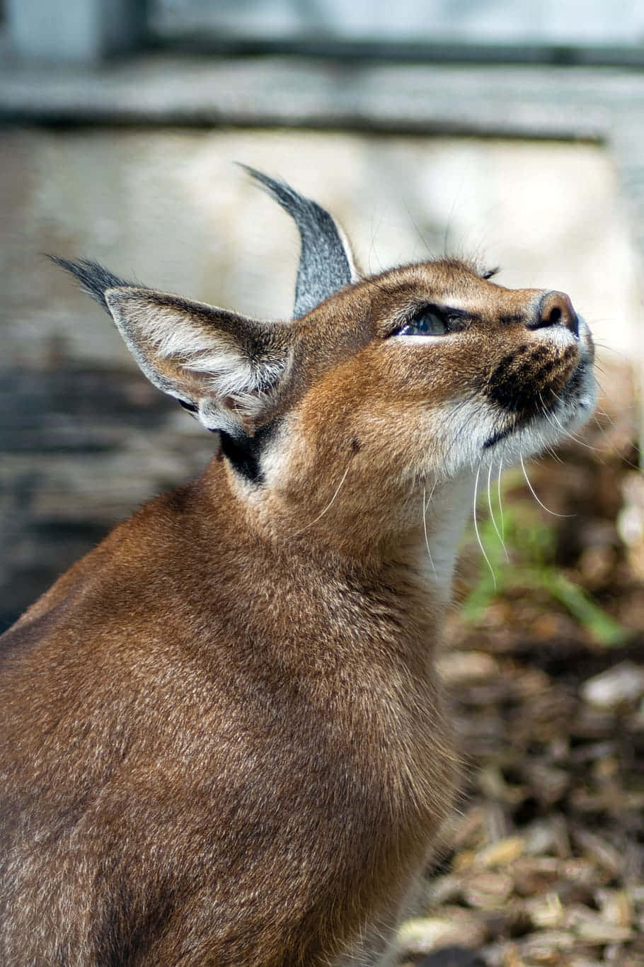 Desert Lynx, caracal, tufted ears, HD Phone Wallpaper