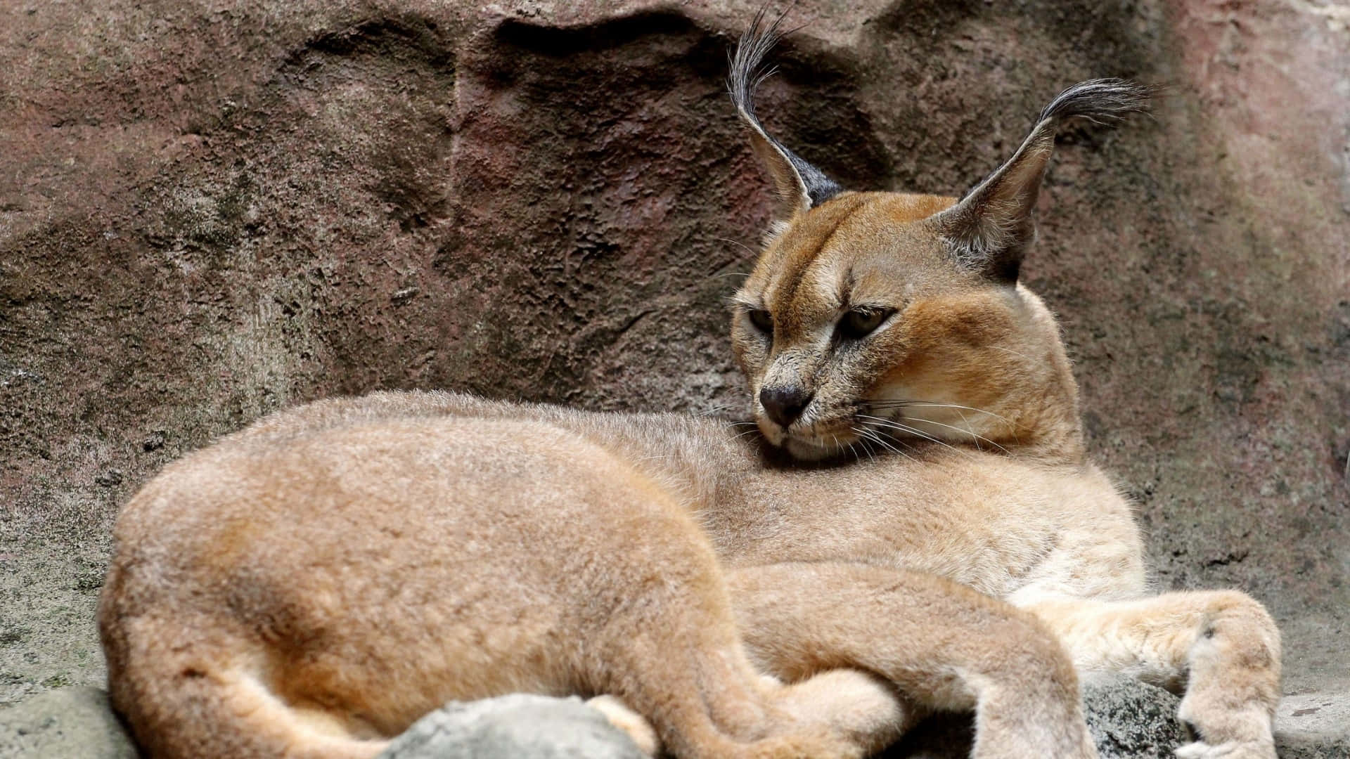 Desert Lynx, caracal cat, tufted ears, Full HD Desktop Wallpaper