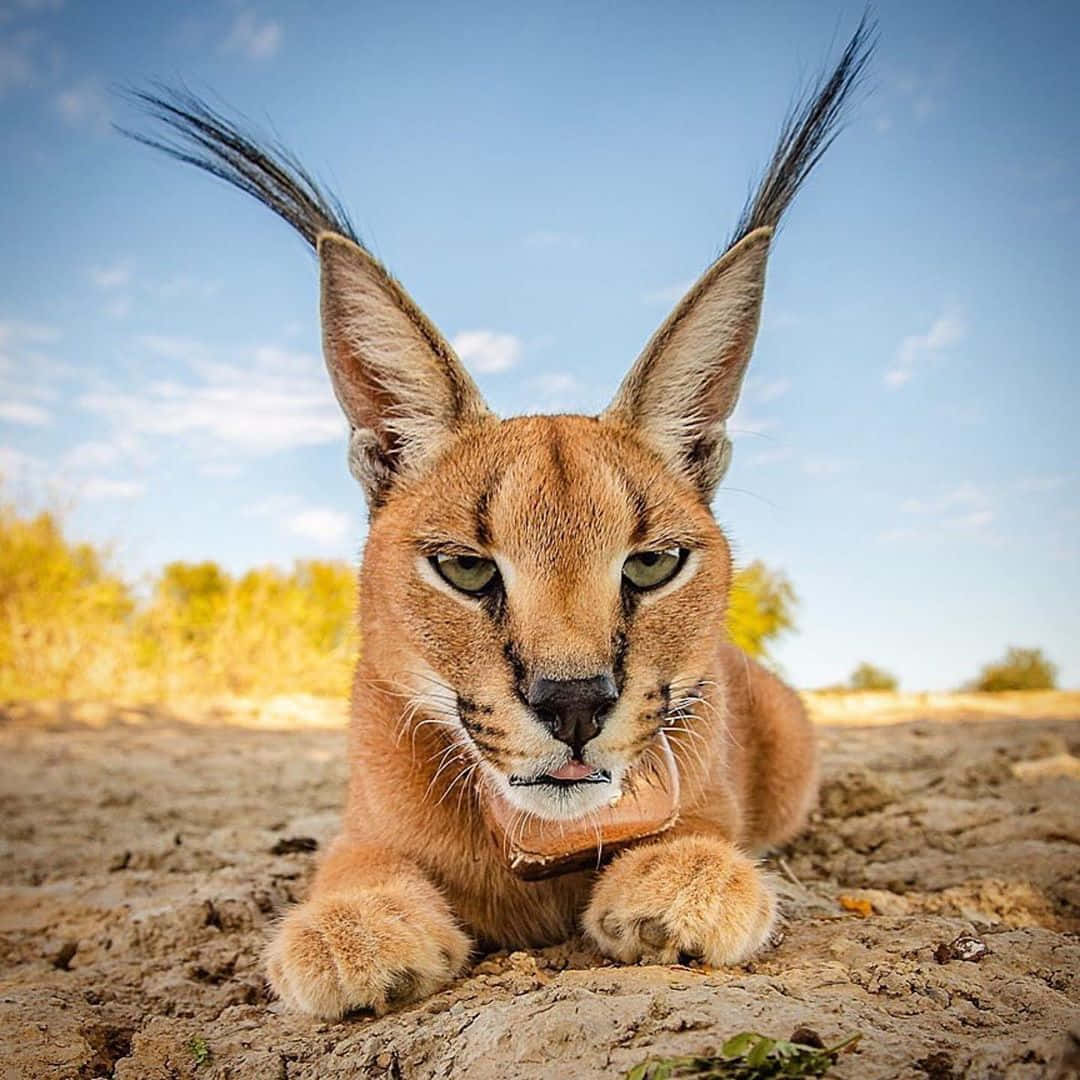 Desert Lynx, caracal, tufted ears, SD Desktop Wallpaper
