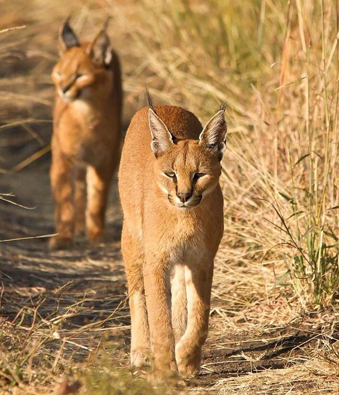 Desert Lynx, caracals, dry golden grass, SD Phone Wallpaper