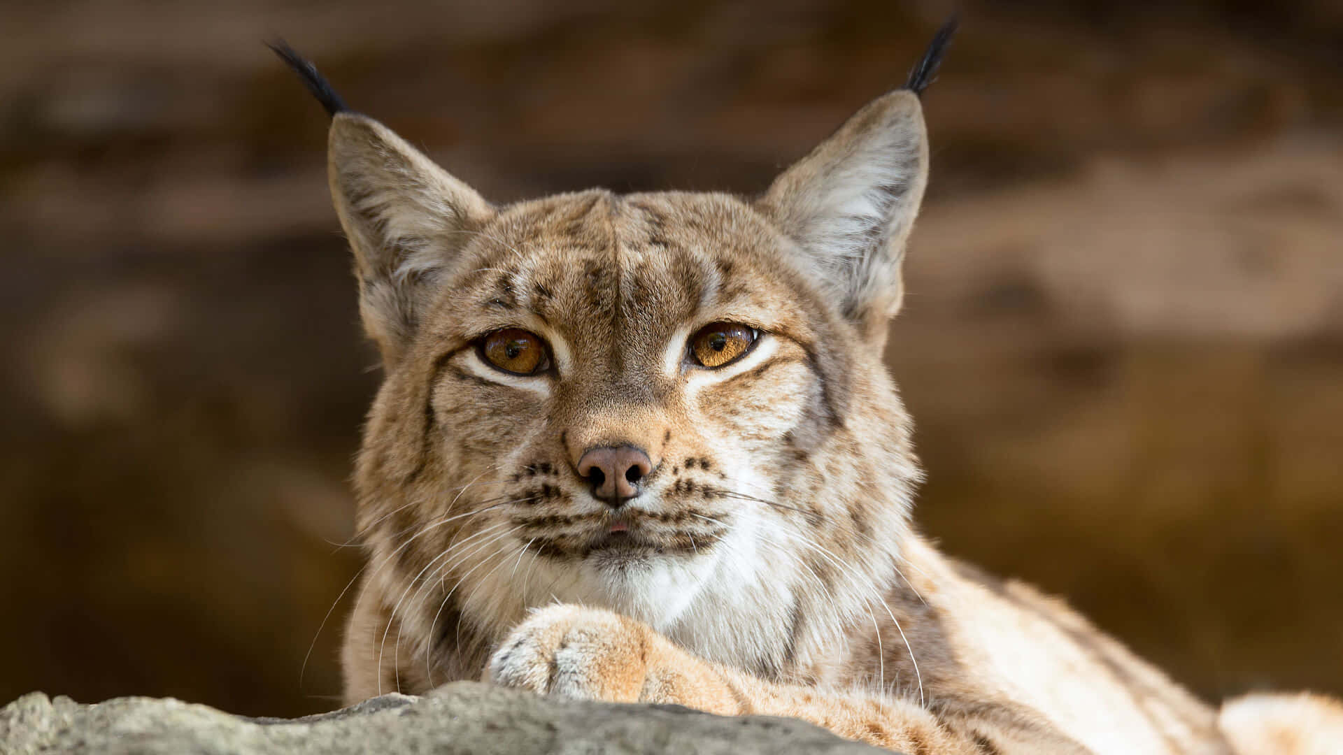 Desert Lynx, amber eyes, tufted ears, Full HD Desktop Wallpaper