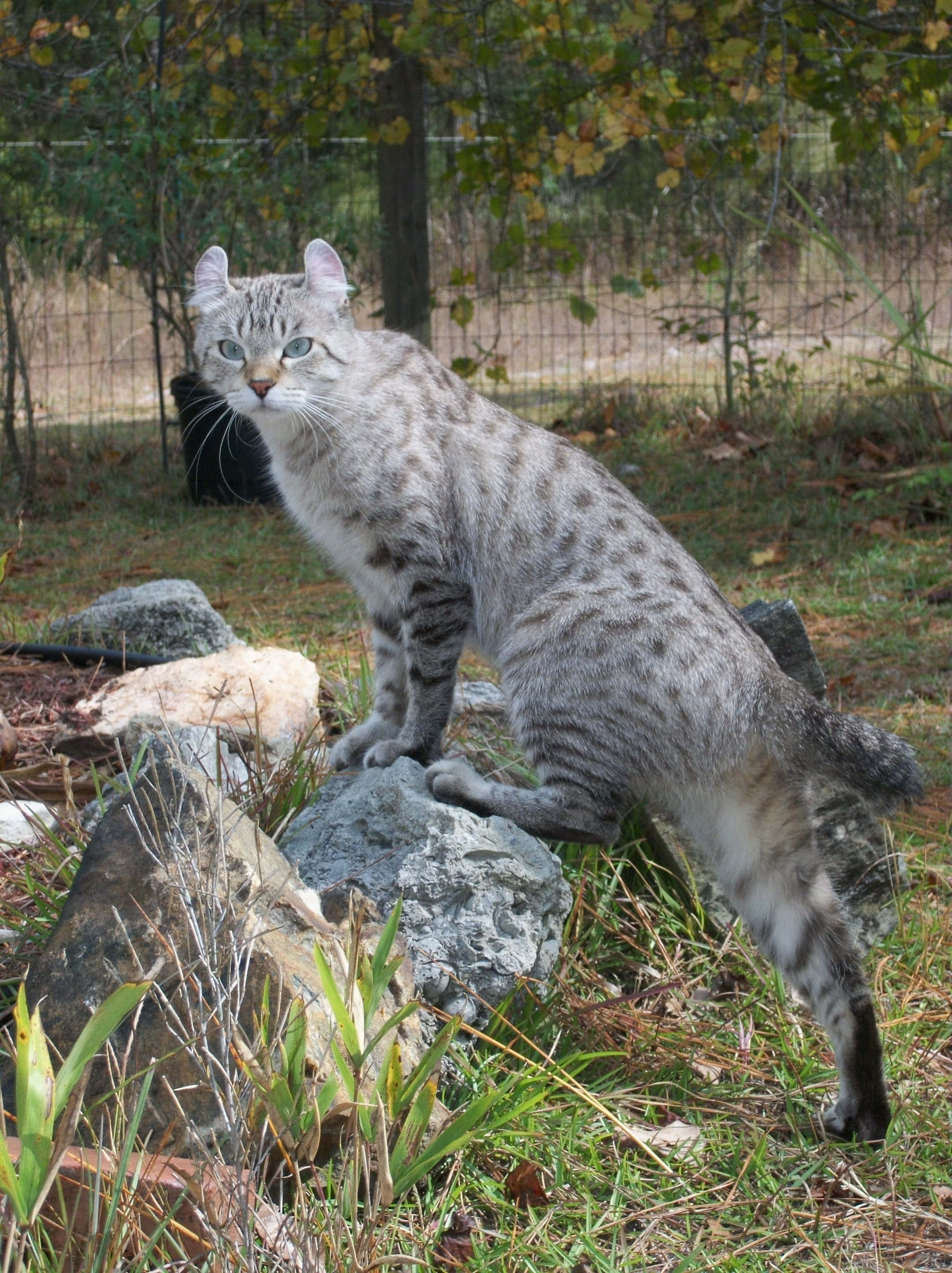 Desert Lynx, gray tabby cat, green eyes, 2K Phone Wallpaper