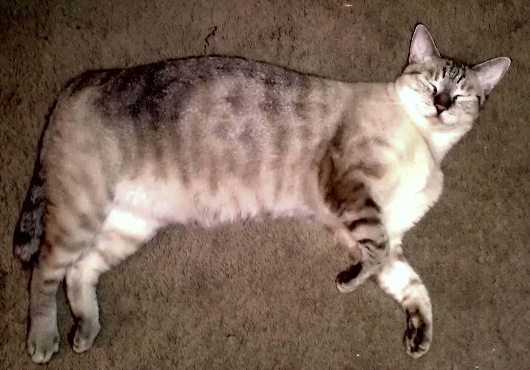 Desert Lynx, tabby cat, textured carpet, HD Desktop Wallpaper
