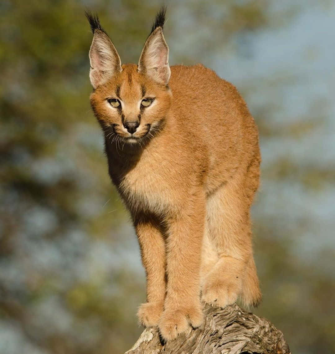 Desert Lynx, caracal, weathered tree stump, SD Phone Wallpaper
