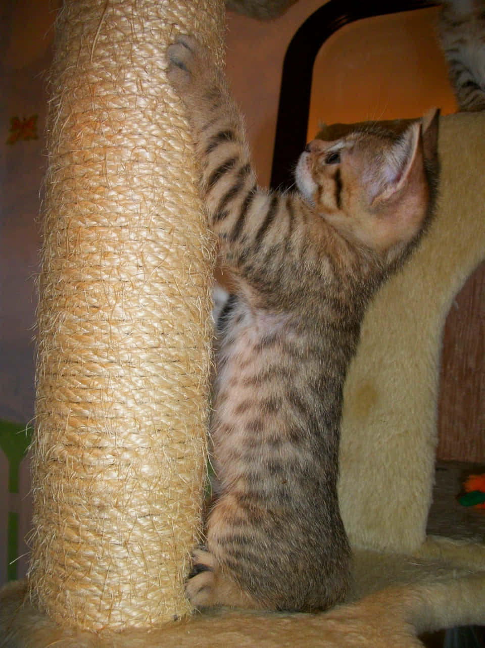 Desert Lynx, tabby kitten, sisal scratching post, HD Phone Wallpaper
