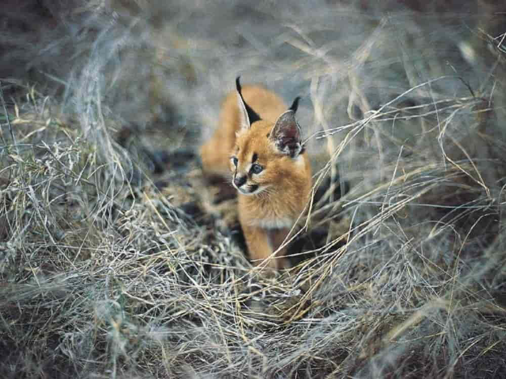 Desert Lynx, caracal kitten, amber fur, SD Desktop Wallpaper