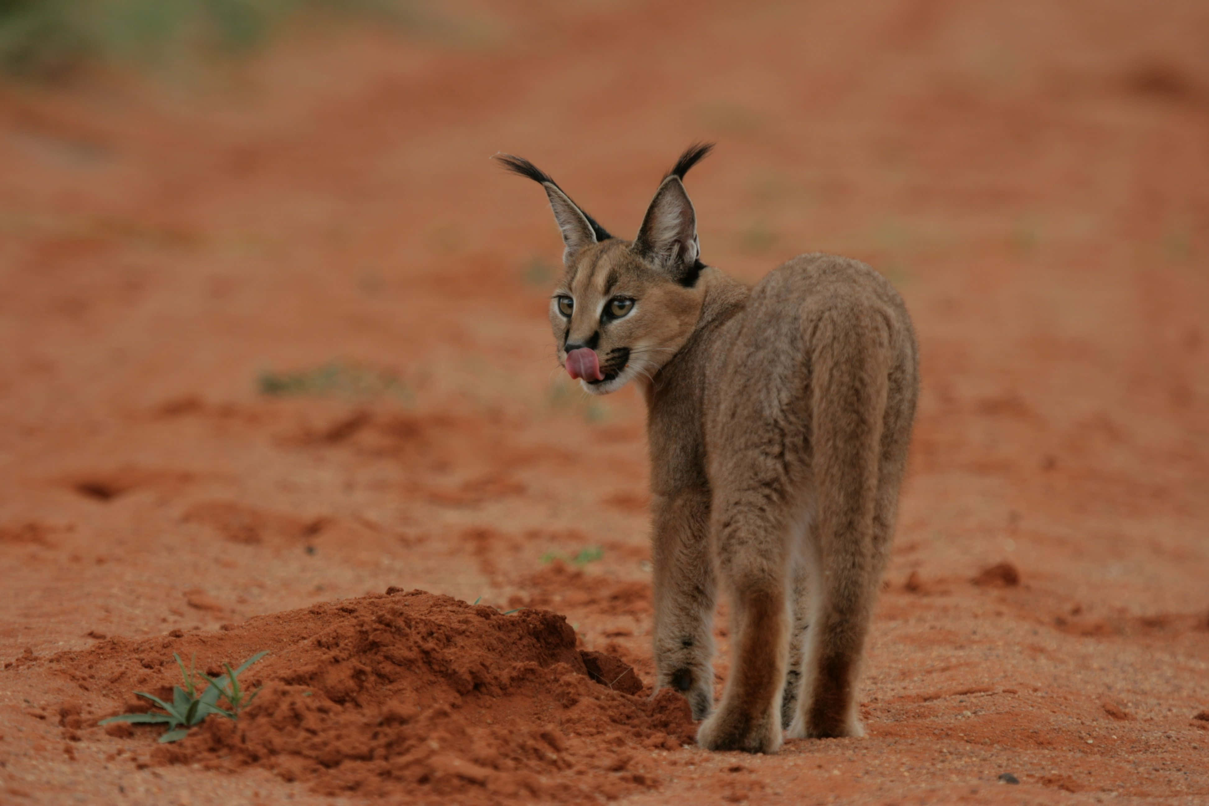 Desert Lynx, caracal, red earth, 4K Desktop Wallpaper