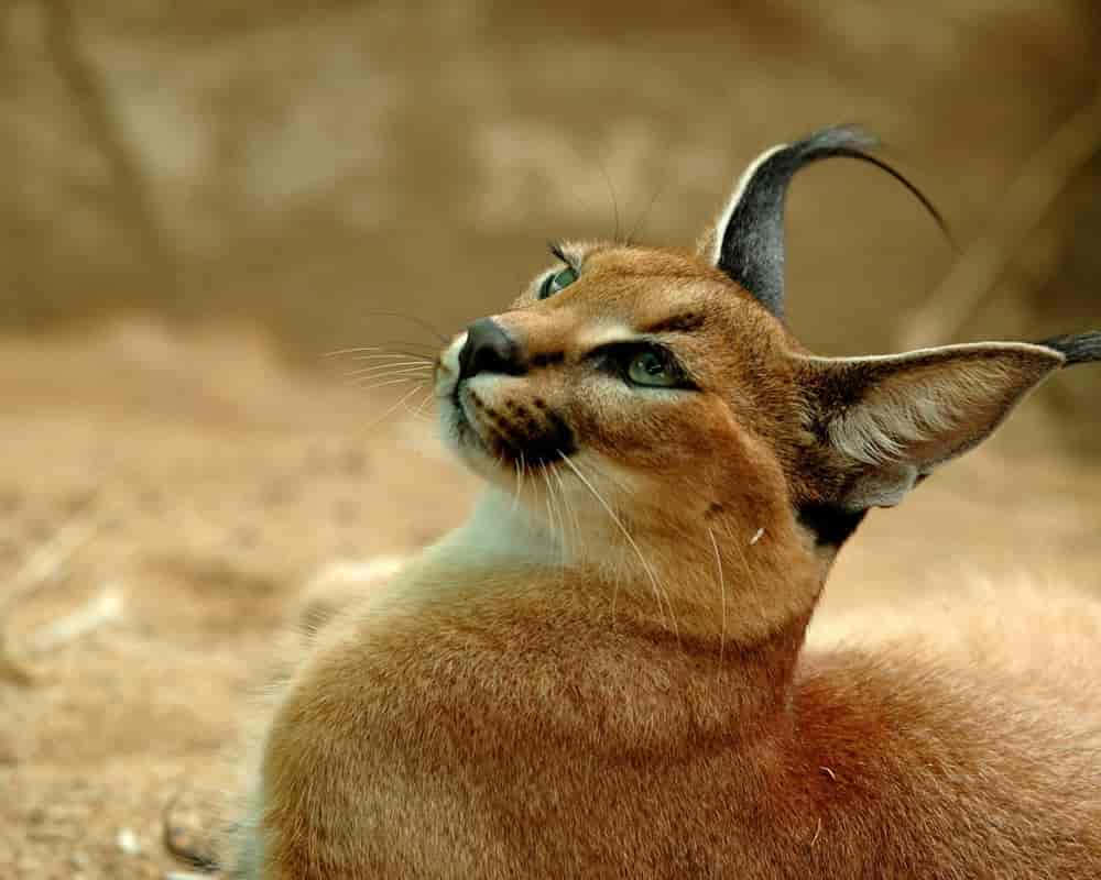 Desert Lynx, caracal, green eyes, SD Desktop Wallpaper