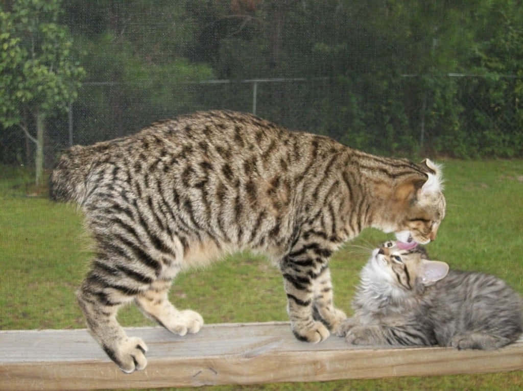 Desert Lynx, tabby cat, wooden deck, SD Desktop Wallpaper