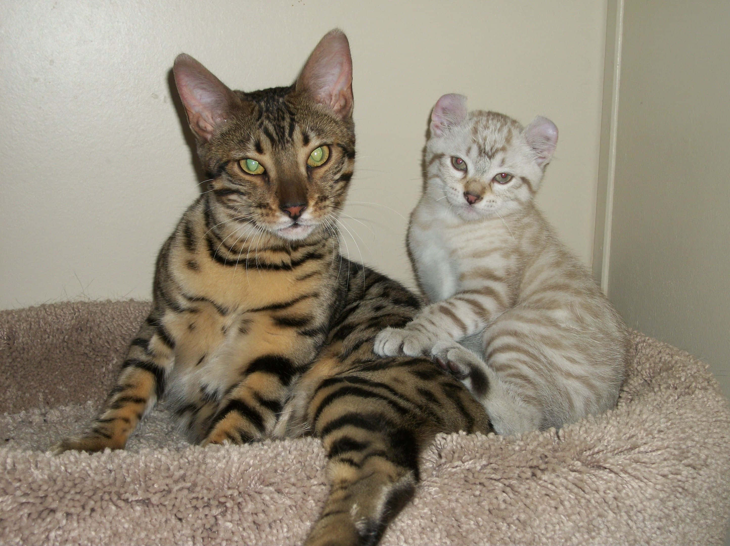 Desert Lynx, Bengal cat, silver tabby kitten, 2K Desktop Wallpaper