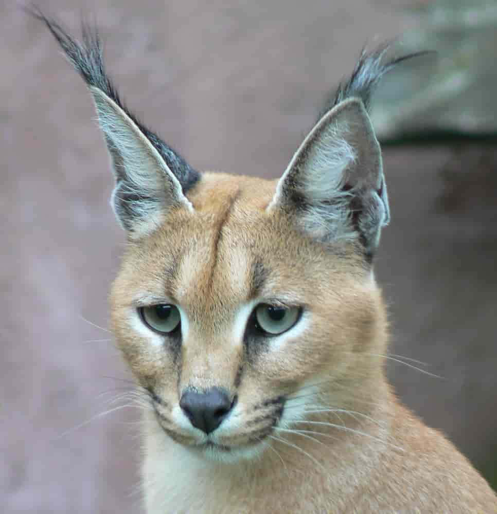 Desert Lynx, caracal, tufted ears, SD Phone Wallpaper