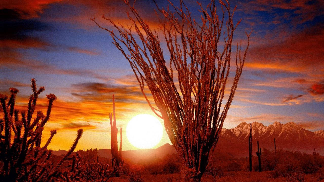 Desert Sun, cacti, lone tree, HD Desktop Wallpaper