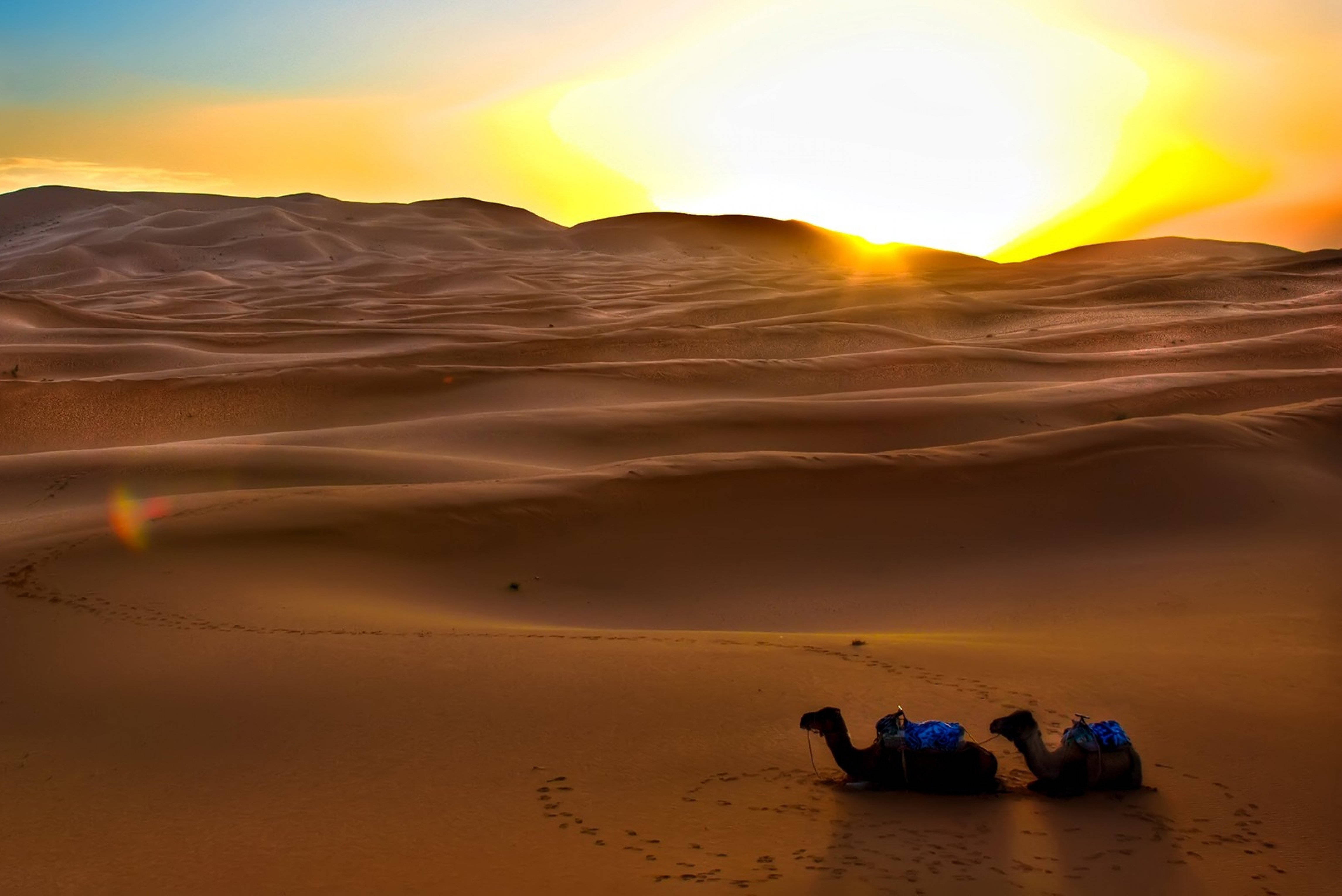 Desert Sun, camels, golden dunes, 4K Desktop Wallpaper