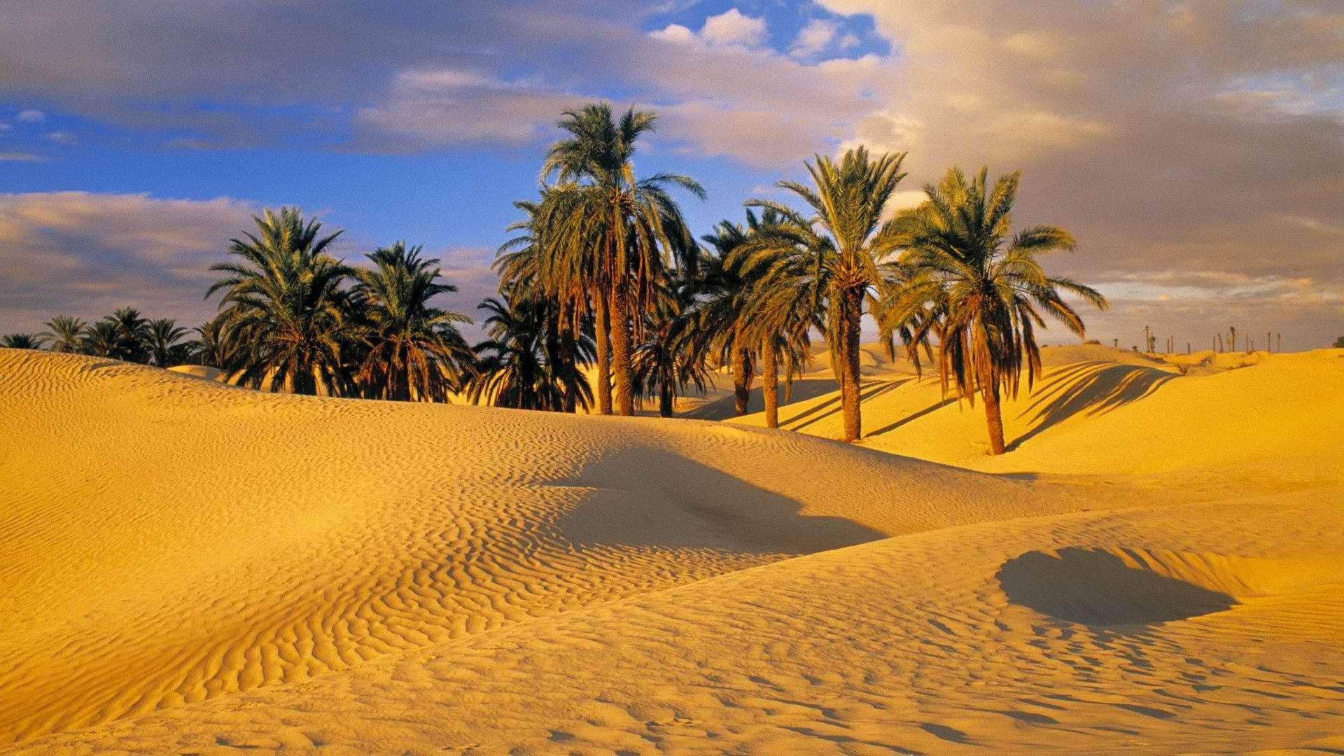palm trees, desert, golden sand dunes, Full HD Desktop Wallpaper