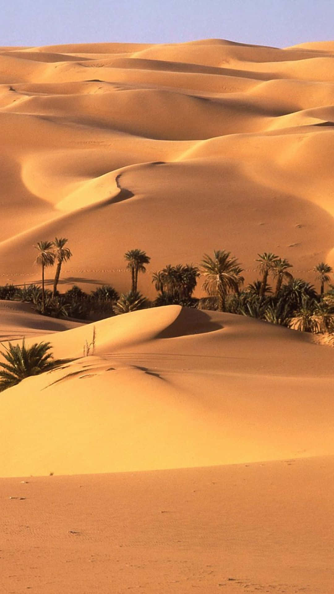 desert, palm trees, golden sand dunes, Full HD Phone Wallpaper