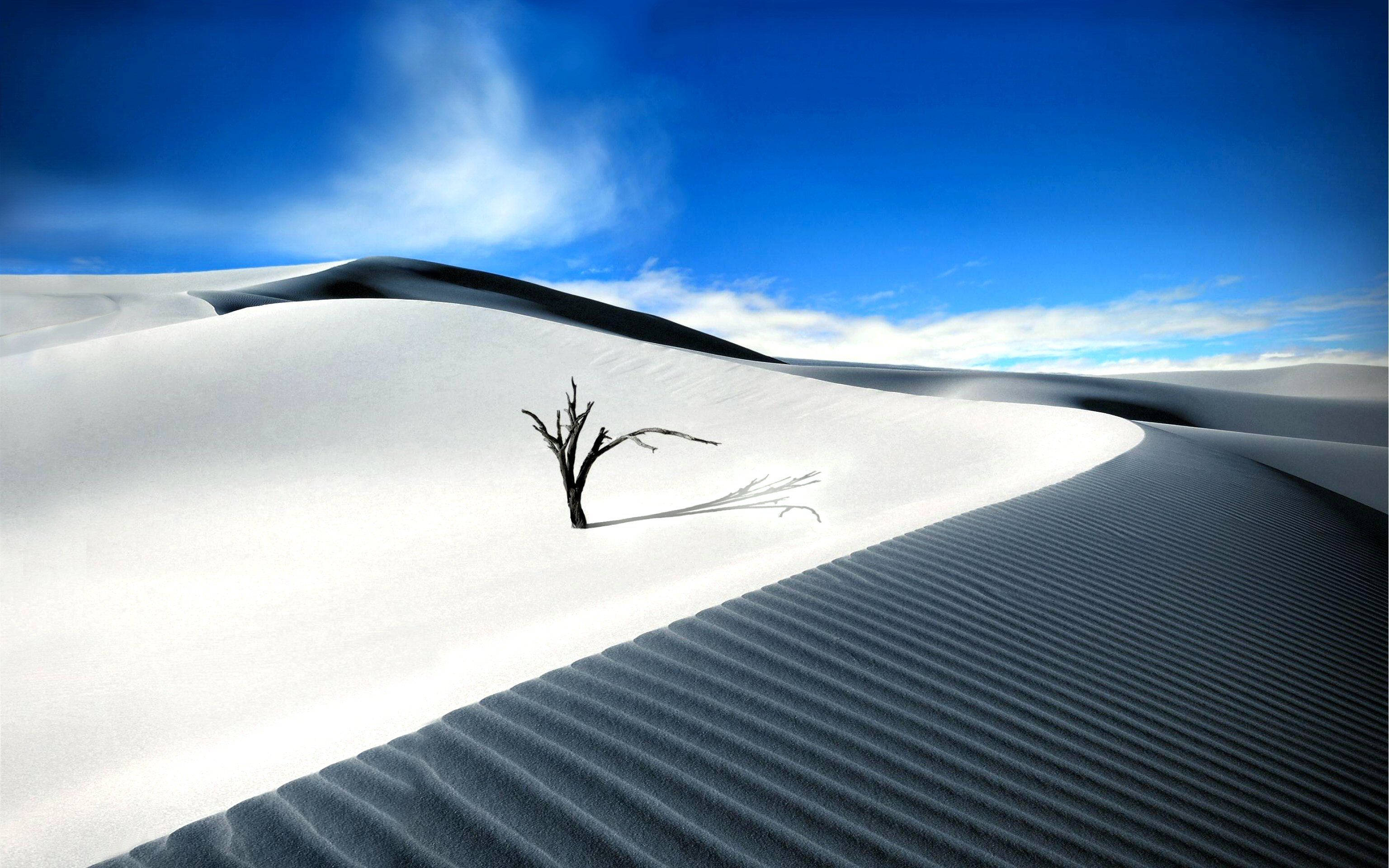 dead tree, vast desert, white sand dune, 2K Desktop Wallpaper