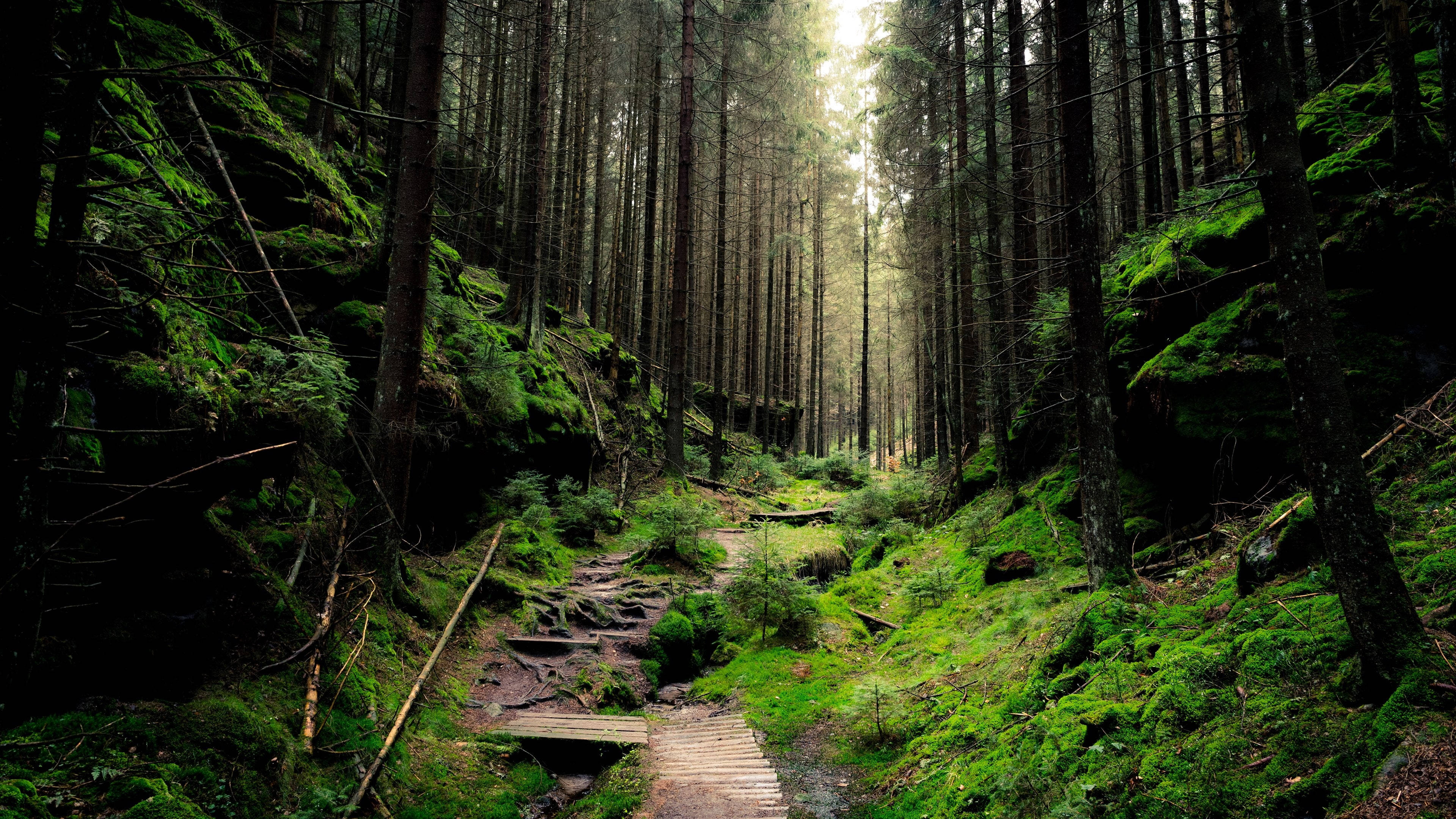Desktop 4K, lush green forest, narrow wooden path, 4K Desktop Wallpaper