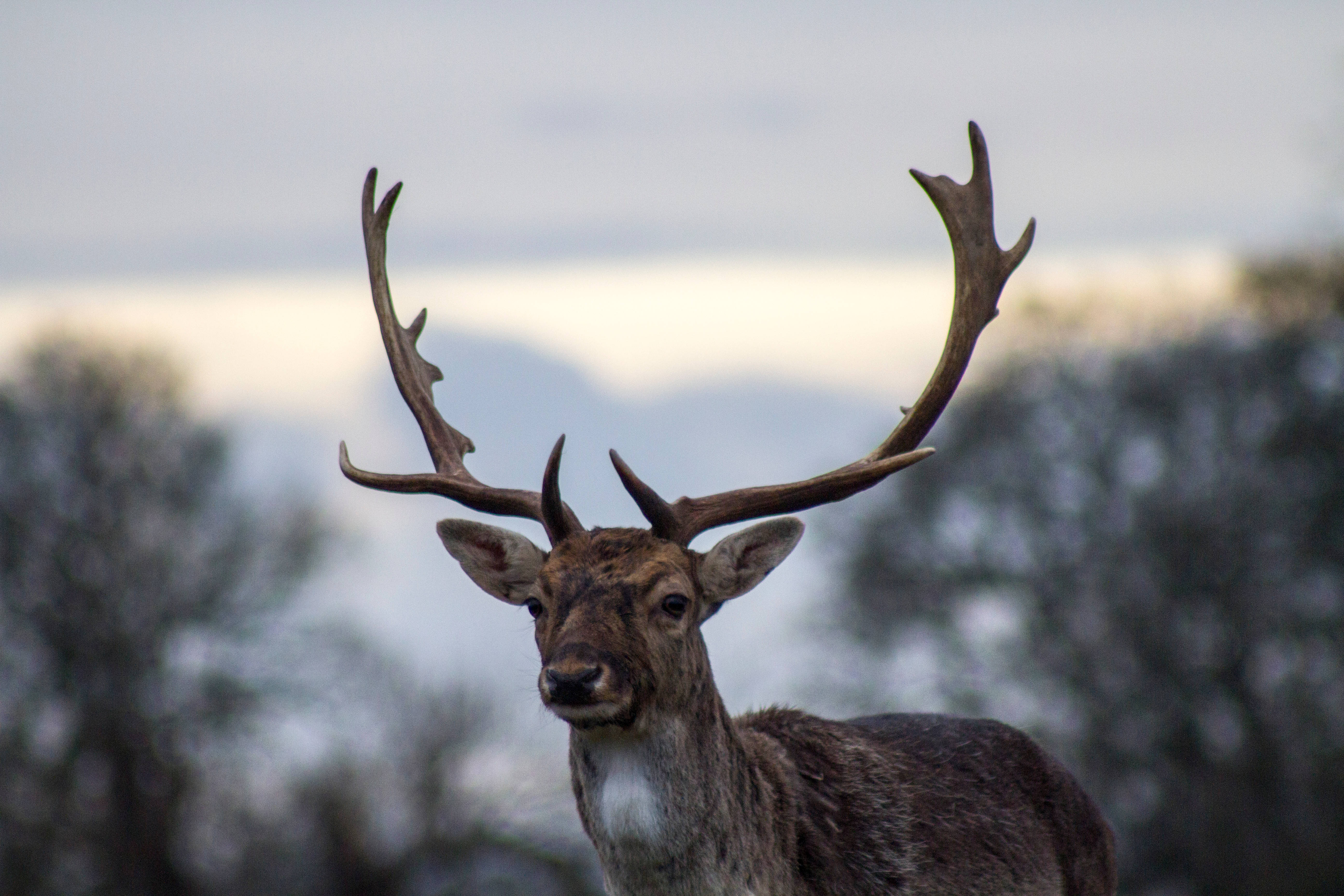 deer, large antlers, soft blurred forest backdrop, 5K Desktop Wallpaper
