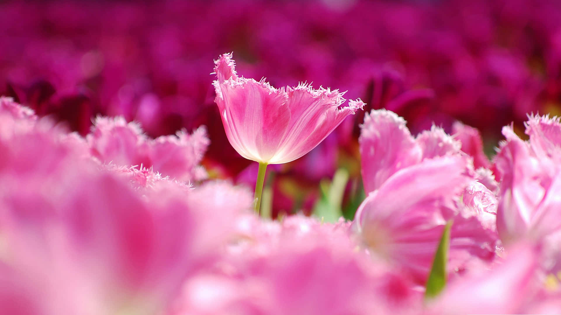fringed pink tulip, pink blooms, bright daylight, Full HD Desktop Wallpaper