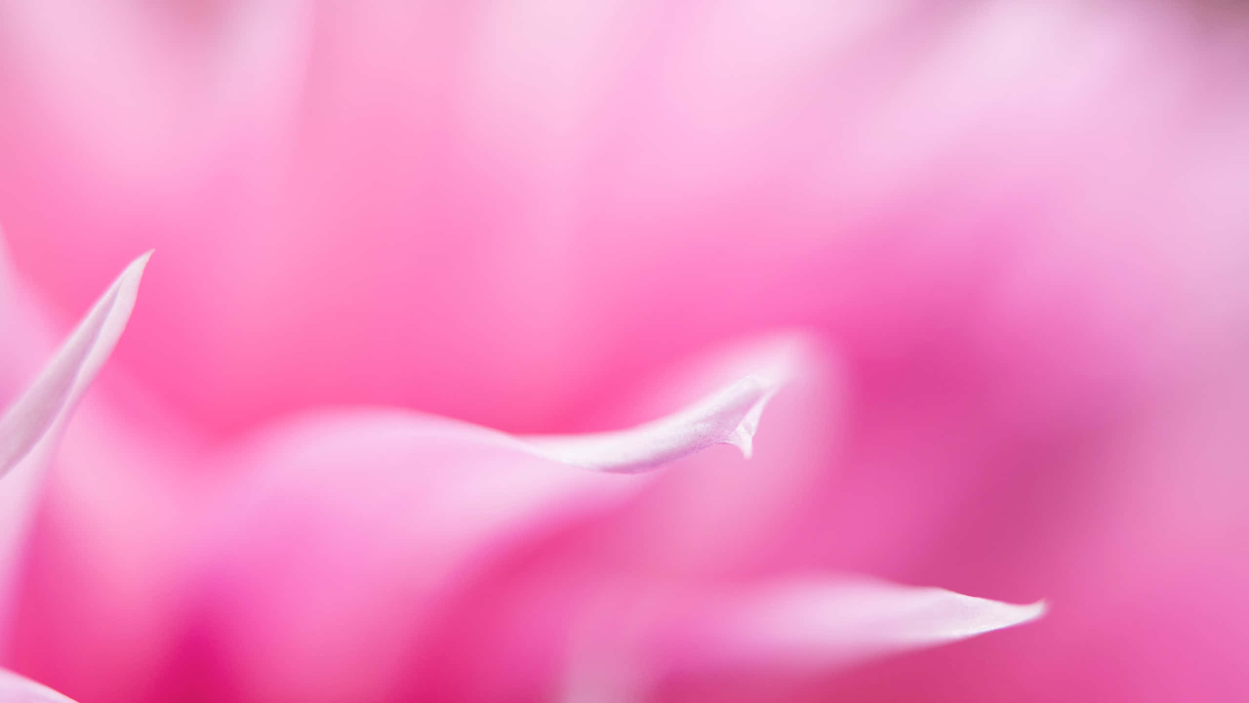 soft pink, floral blur, flower petals, 2K Desktop Wallpaper