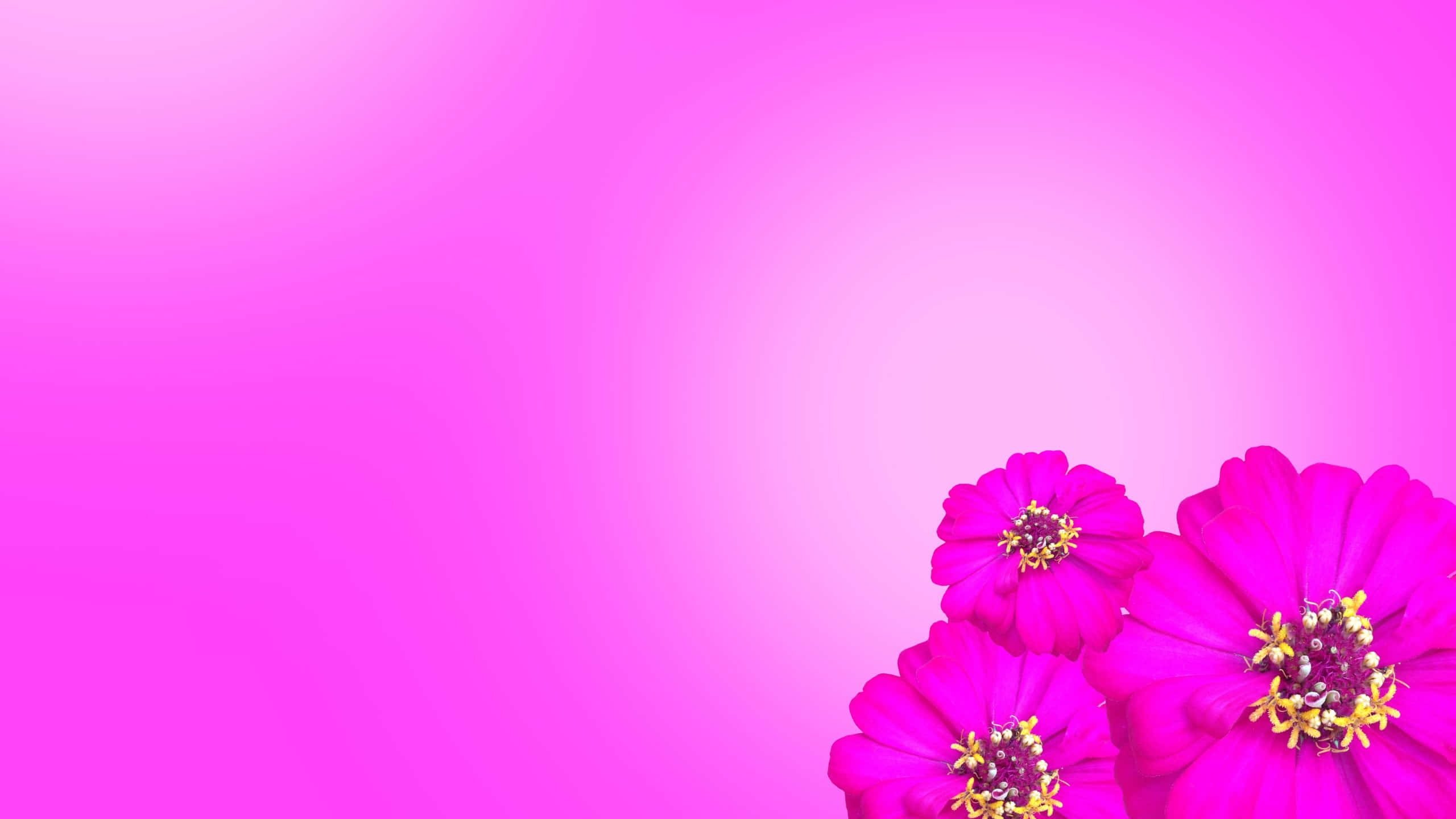 vibrant fuchsia zinnias, gradient pink background, minimalist floral composition, 2K Desktop Wallpaper
