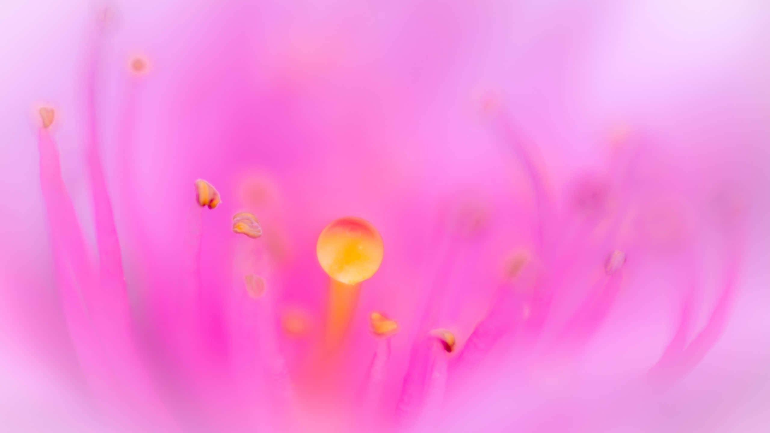 soft pink floral macro background, pink flower, stamen, 2K Desktop Wallpaper