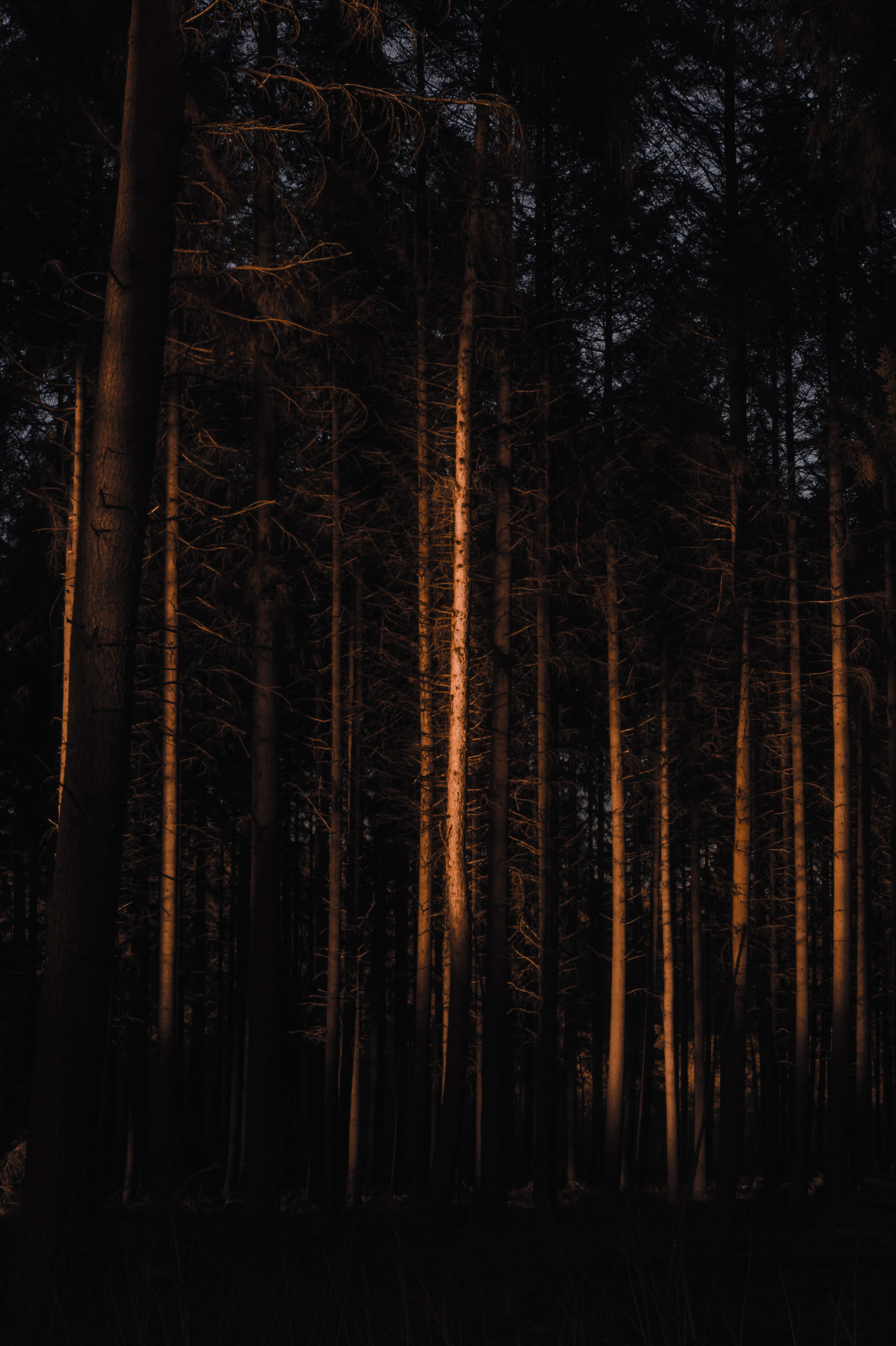 Desolate, dark forest, tall slender tree trunks, 4K Phone Wallpaper