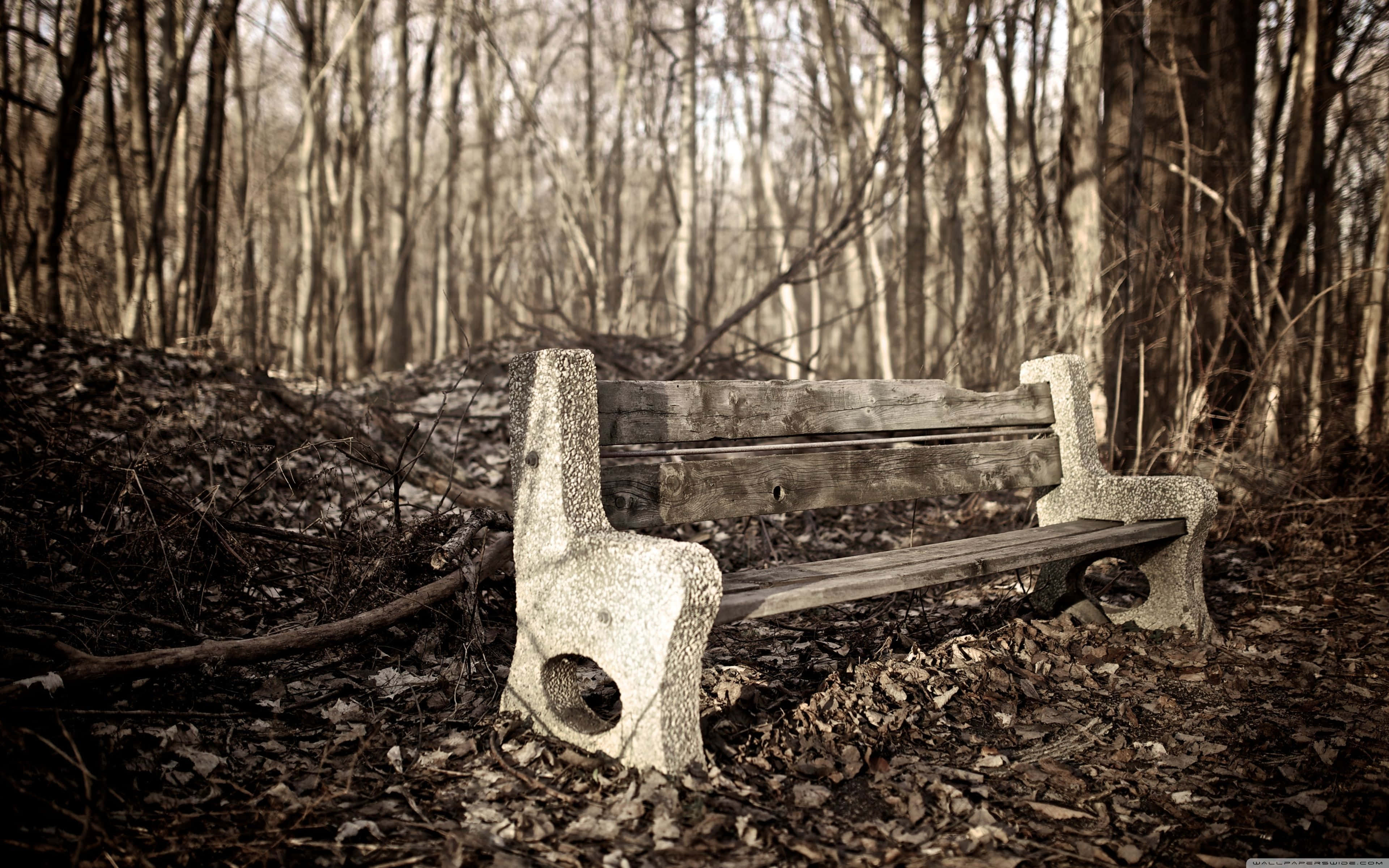 Desolate Forest Bench, weathered wooden bench, stone ends, 4K Desktop Wallpaper