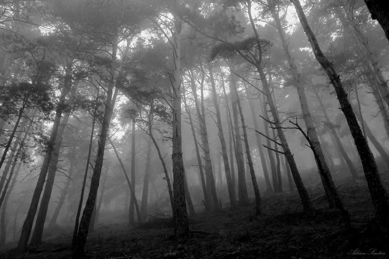 lonely desolate forest, misty monochrome forest, tall pine trees, HD Desktop Wallpaper