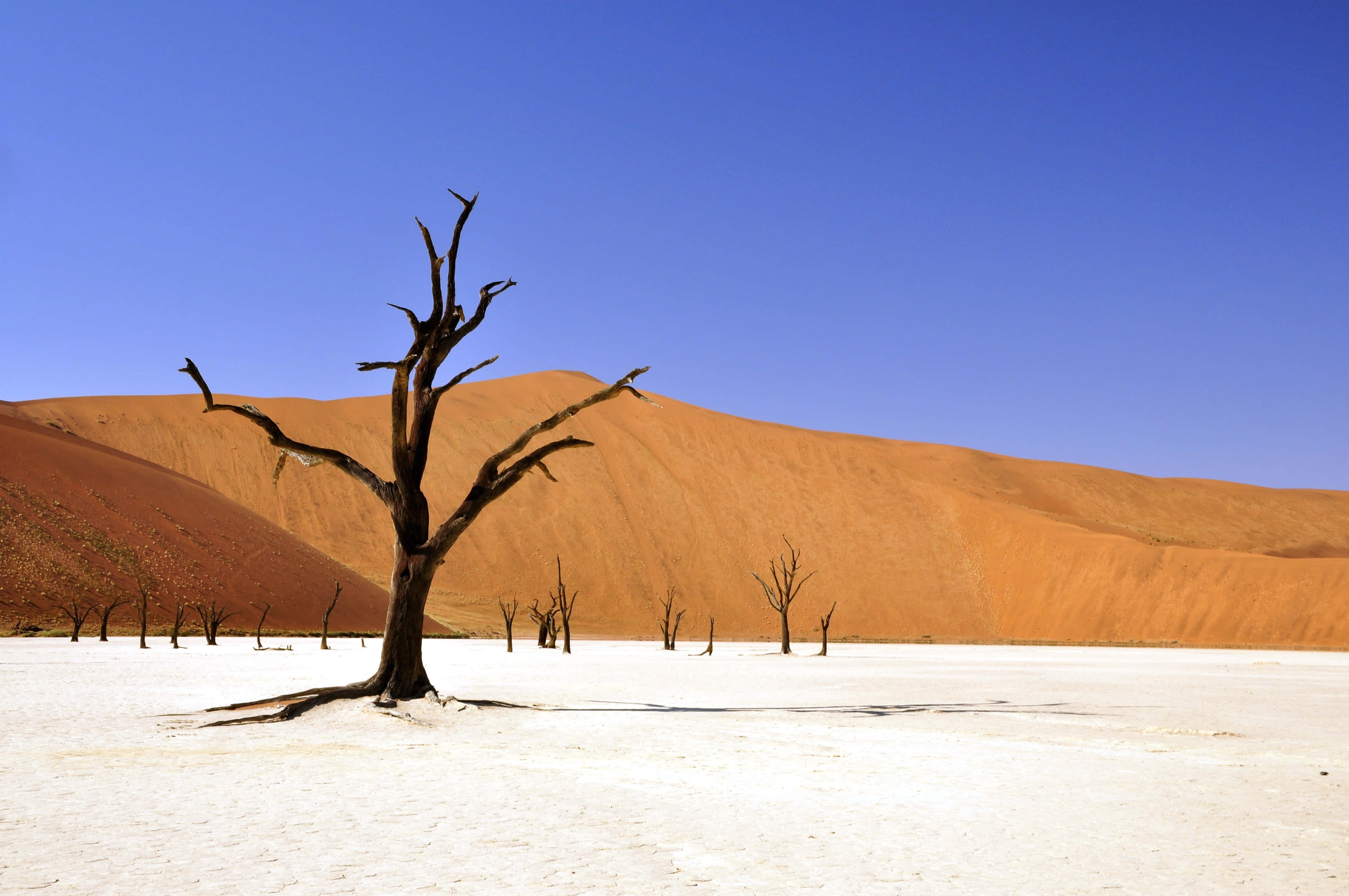 Desolate, desert mountain, dead tree, 4K Desktop Wallpaper