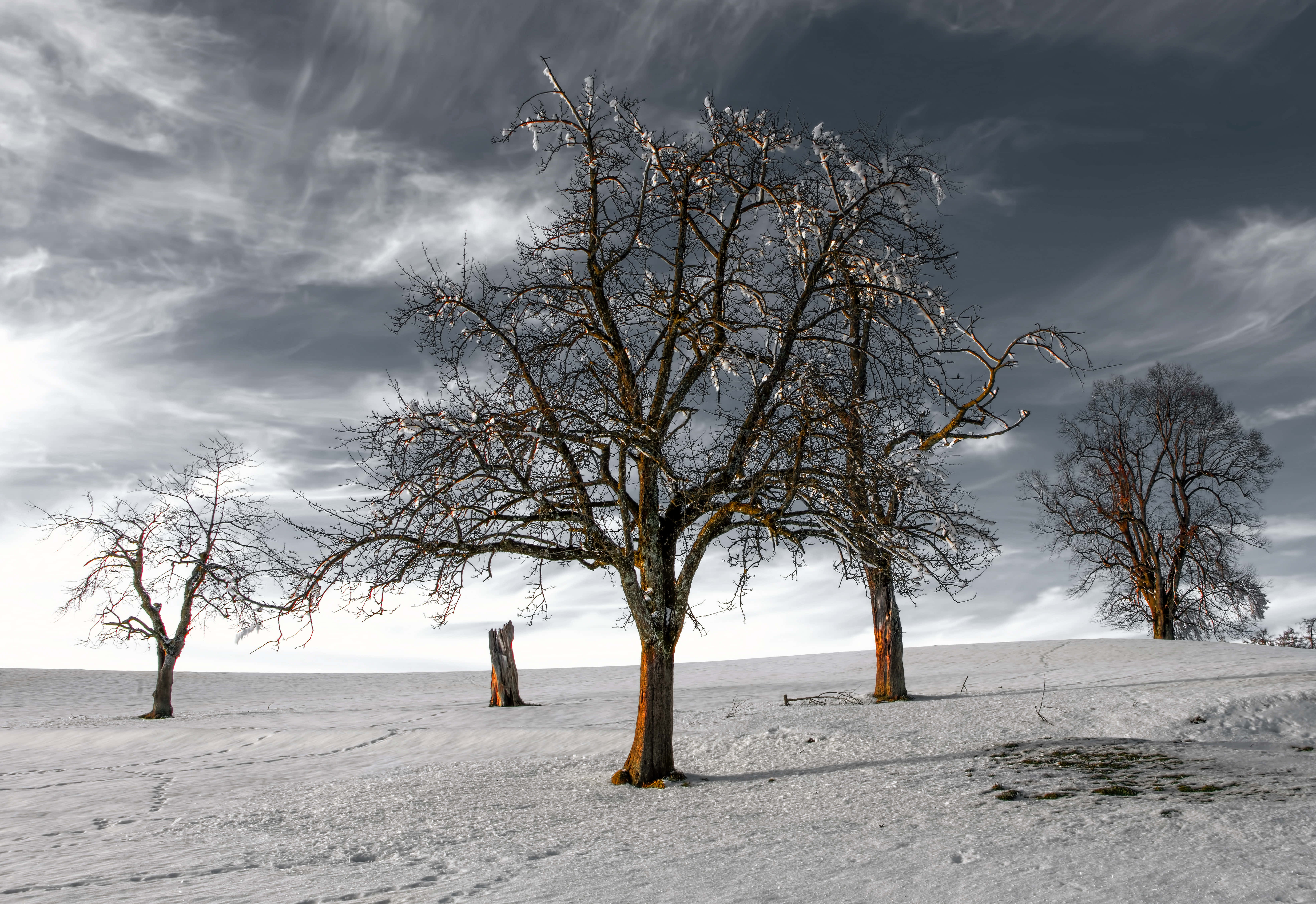 Desolate, dead tree, snow, 5K Desktop Wallpaper