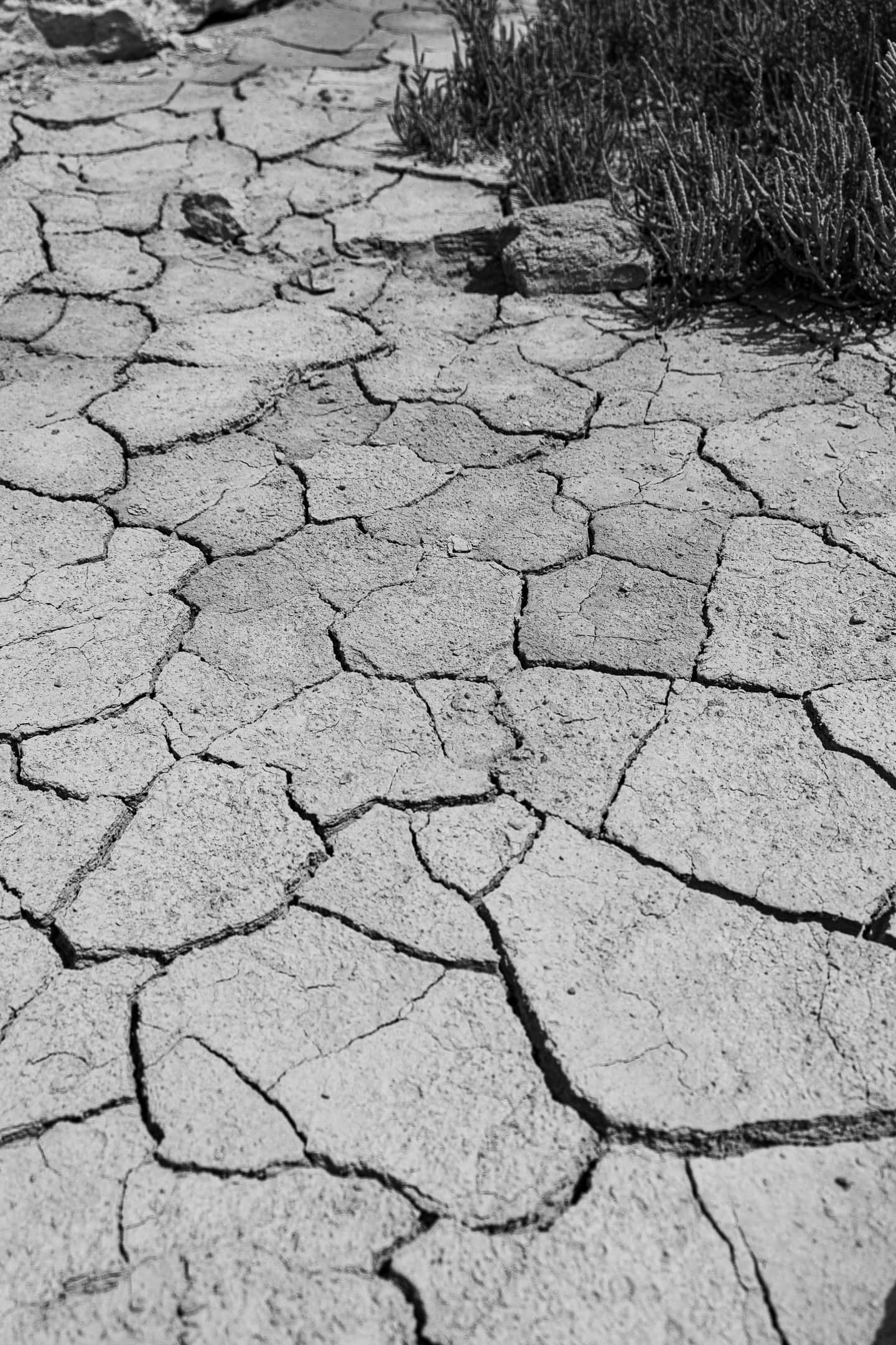 cracked dry earth, sparse vegetation, black and white shot, Full HD Phone Wallpaper