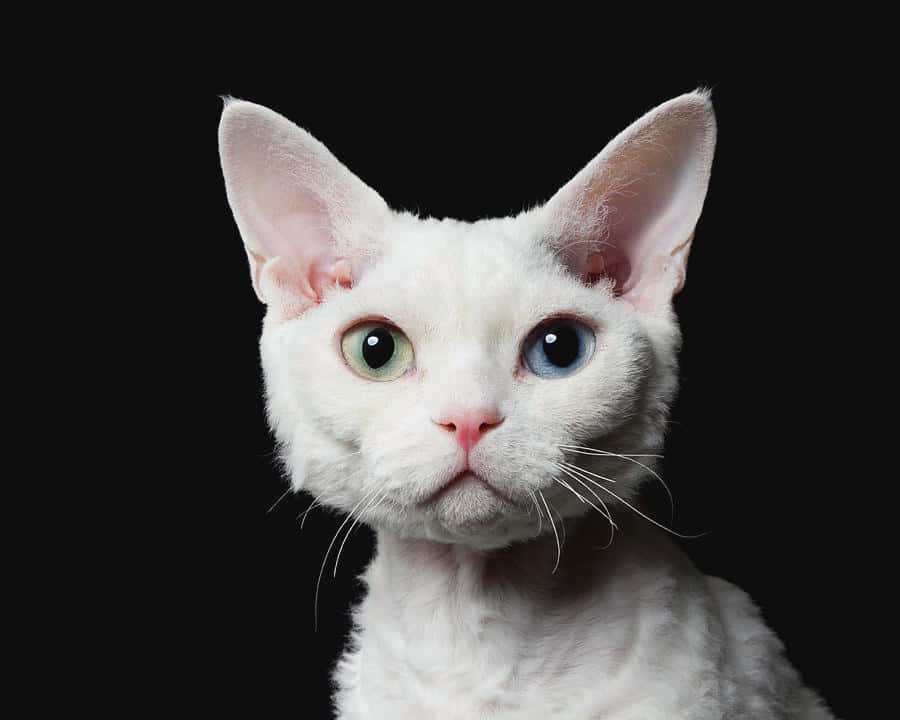 Devon Rex, white hairless cat, heterochromatic eyes, SD Desktop Wallpaper