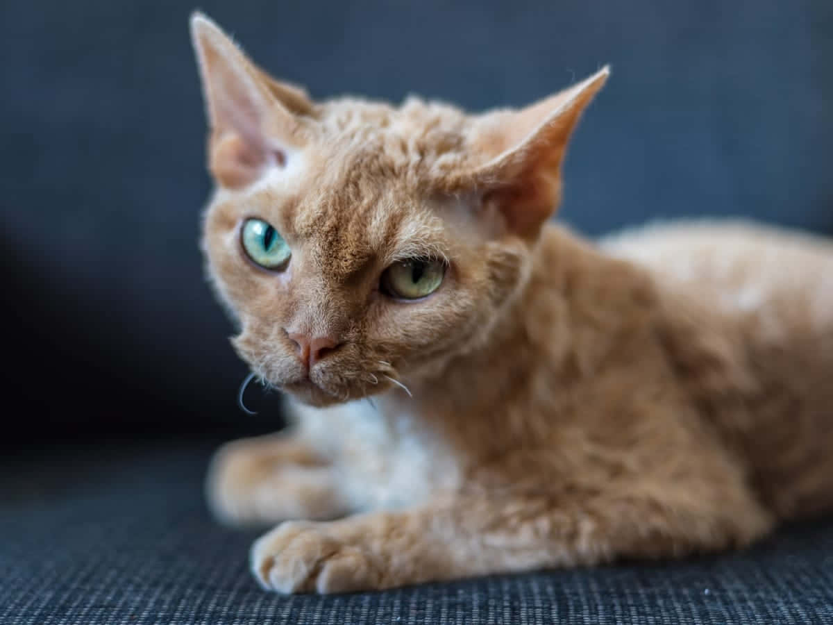 Devon Rex, ginger, large ears, SD Desktop Wallpaper