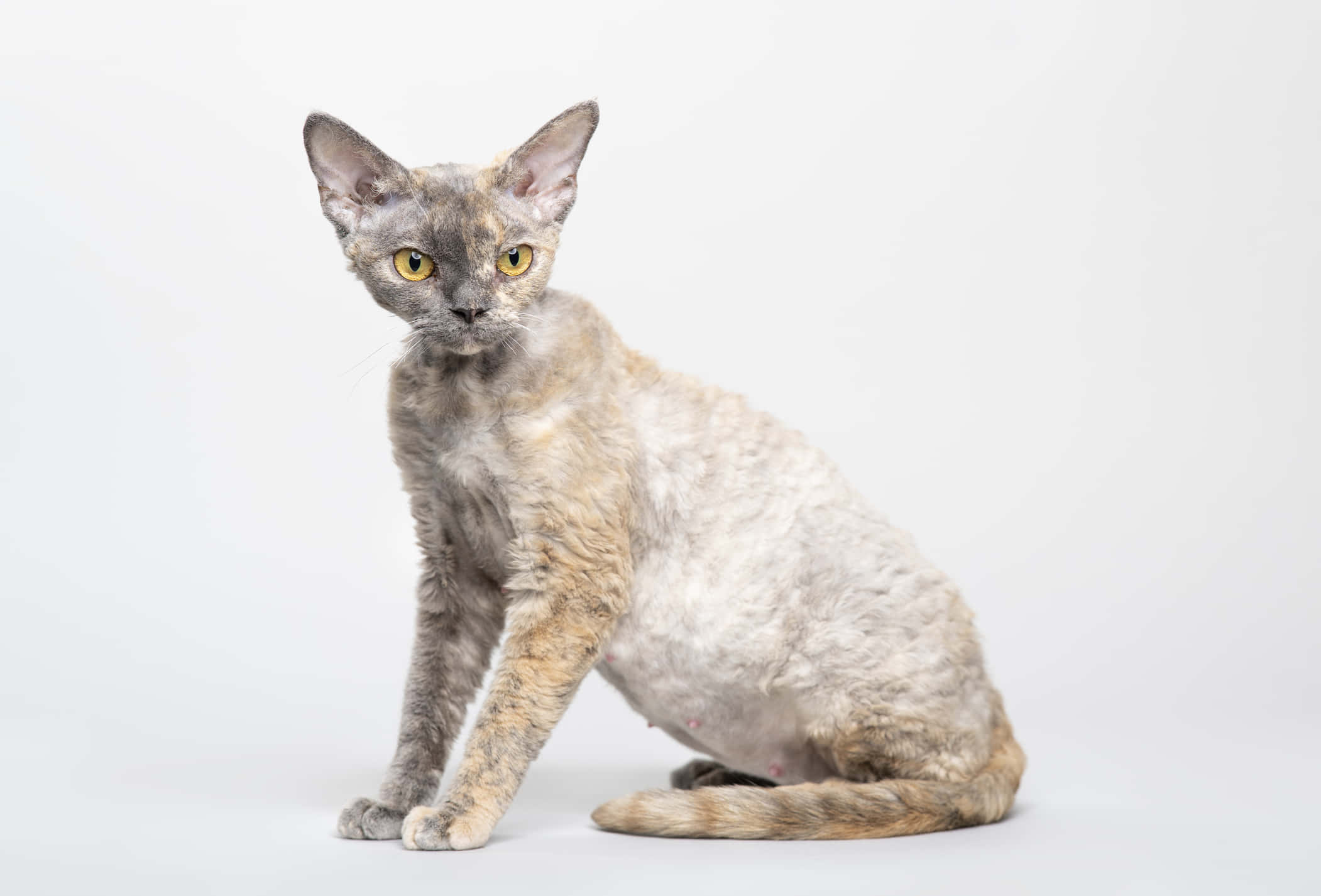 Devon Rex, curly gray and tan fur, bright yellow eyes, Full HD Desktop Wallpaper