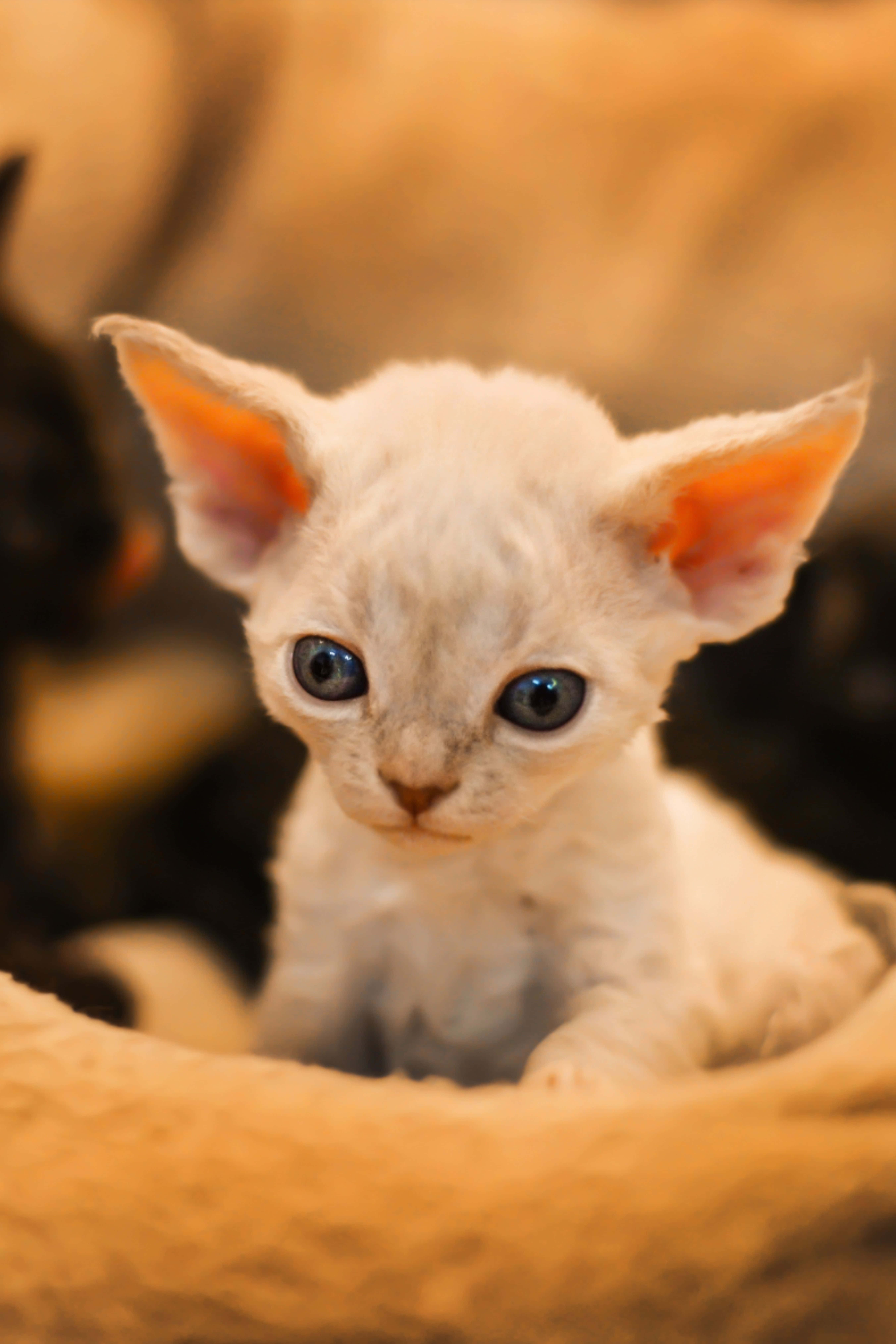 Devon Rex, white, blue eyes, 8K Phone Wallpaper