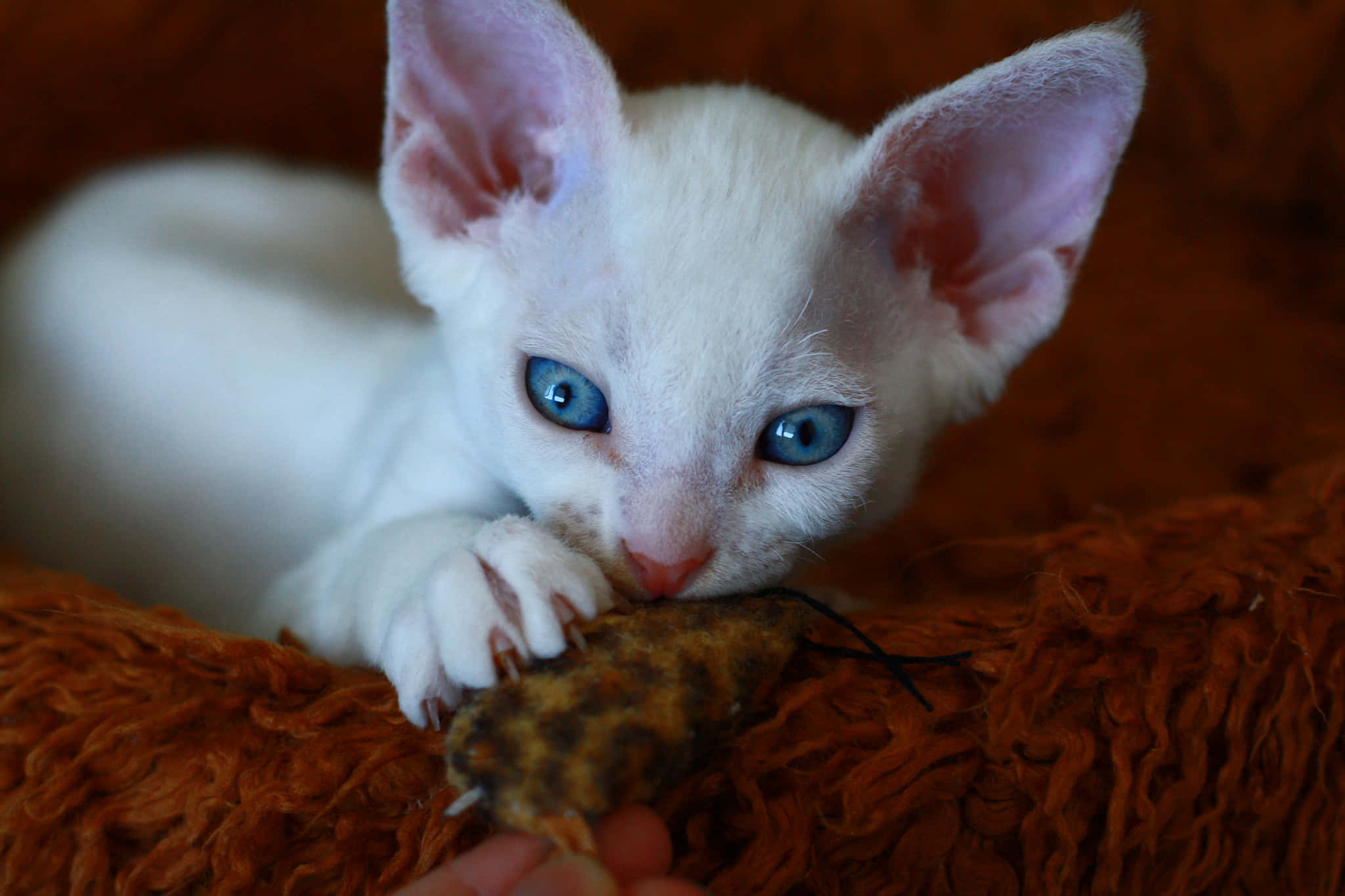 Devon Rex, white hairless kitten, striking blue eyes, Full HD Desktop Wallpaper