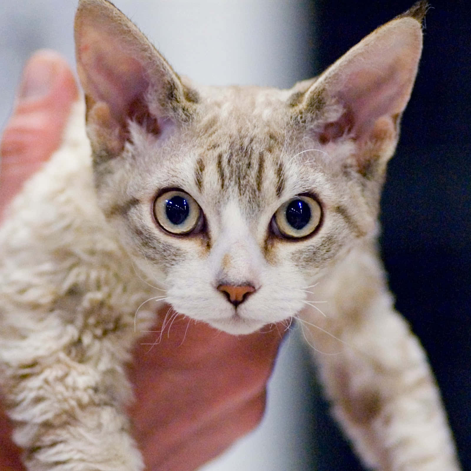 Devon Rex, curly fur, large blue eyes, HD Desktop Wallpaper