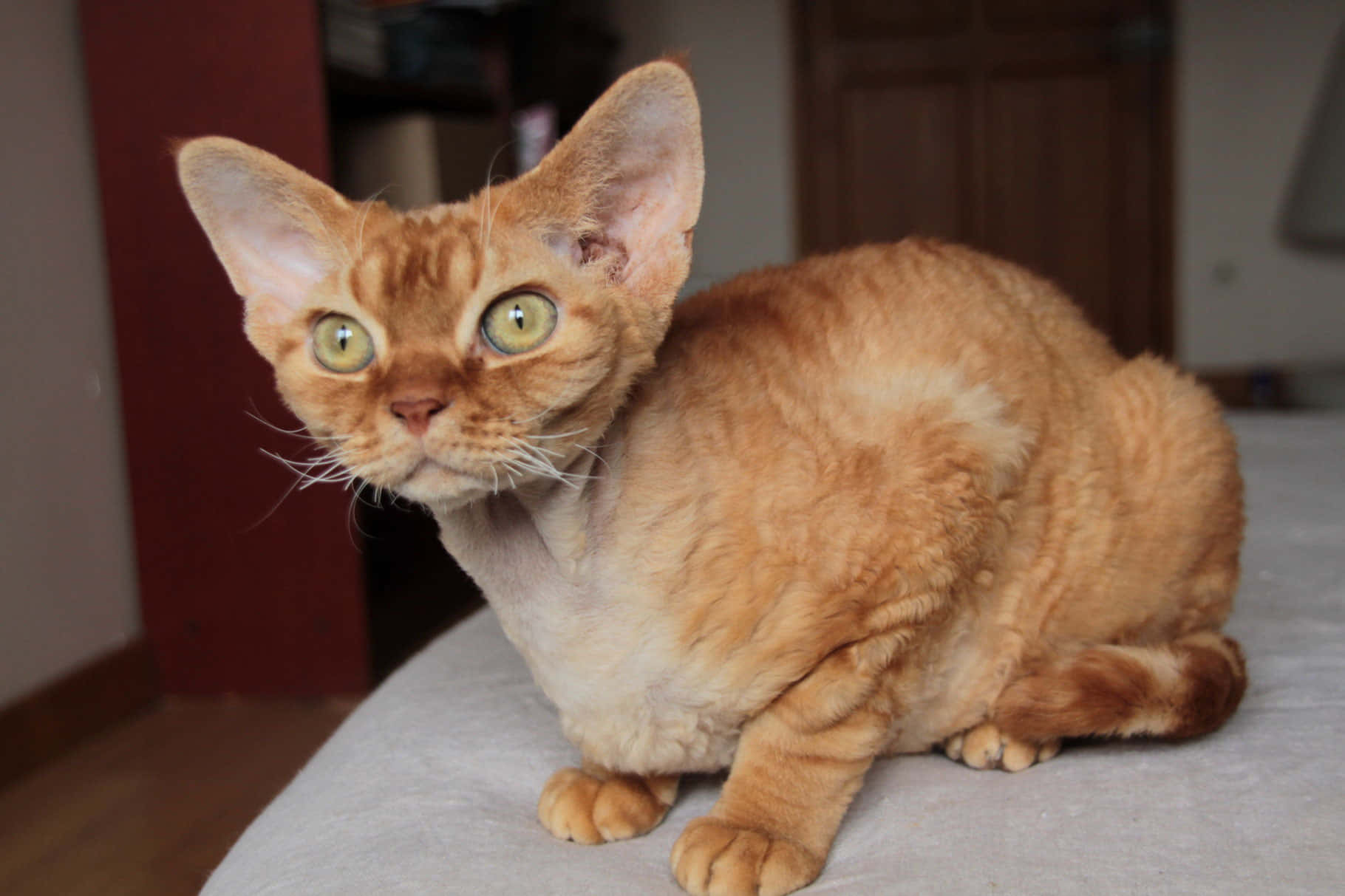 Devon Rex, ginger, large ears, HD Desktop Wallpaper