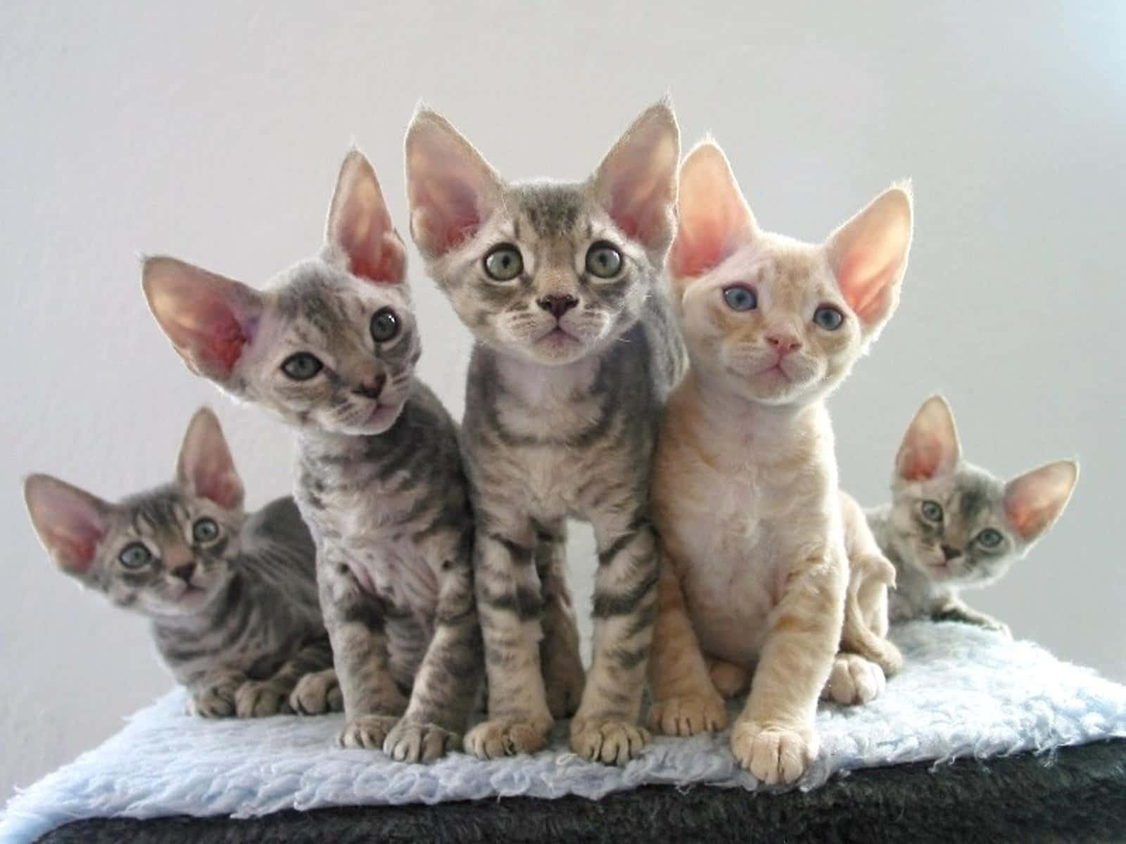 Devon Rex, five hairless Devon Rex kittens, large ears, HD Desktop Wallpaper