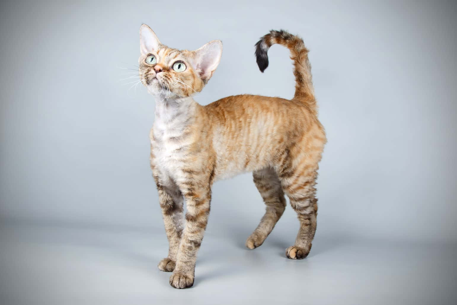 Devon Rex, large ears, curled tail, HD Desktop Wallpaper