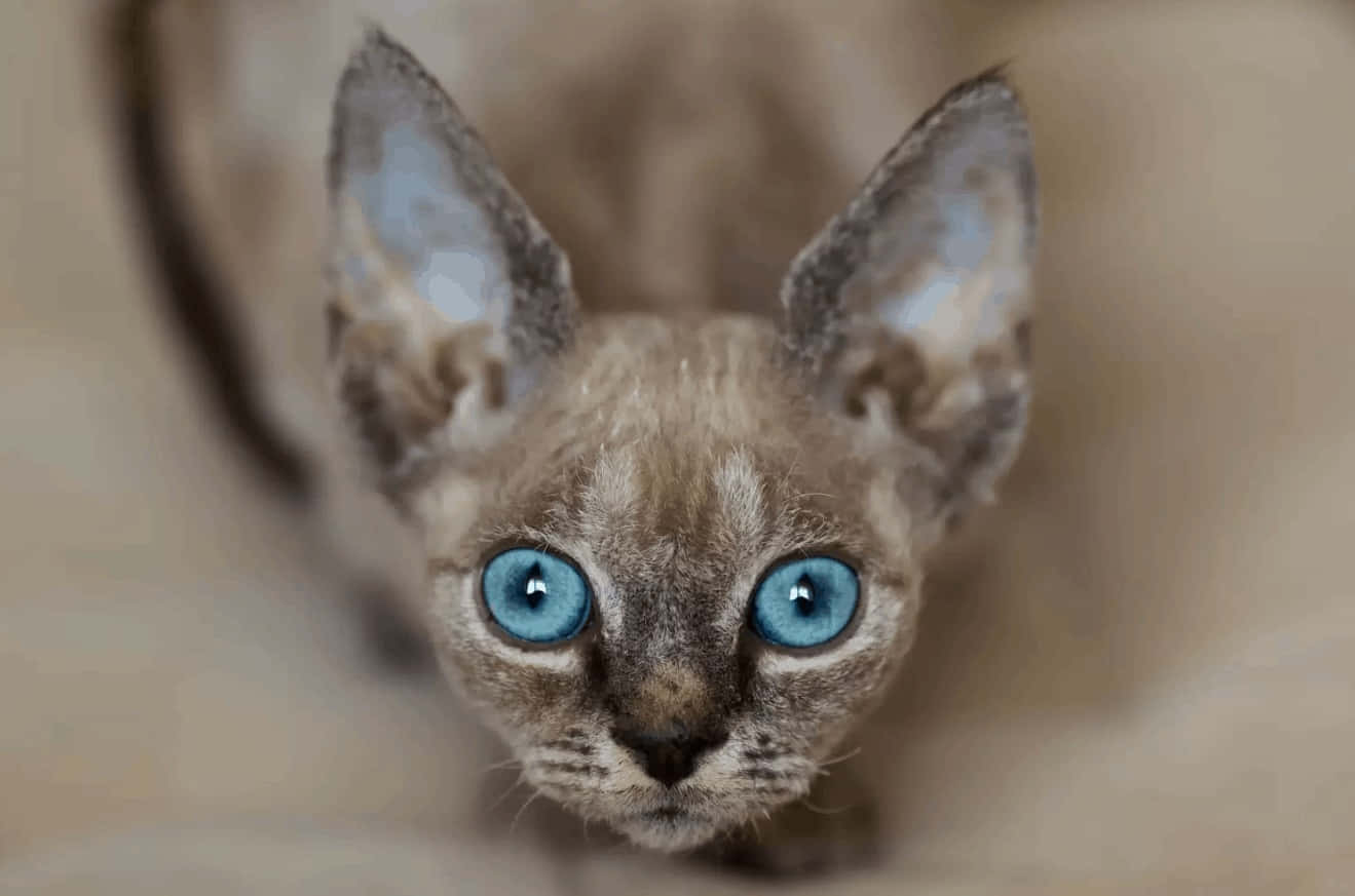 Devon Rex, large ears, striking blue eyes, HD Desktop Wallpaper