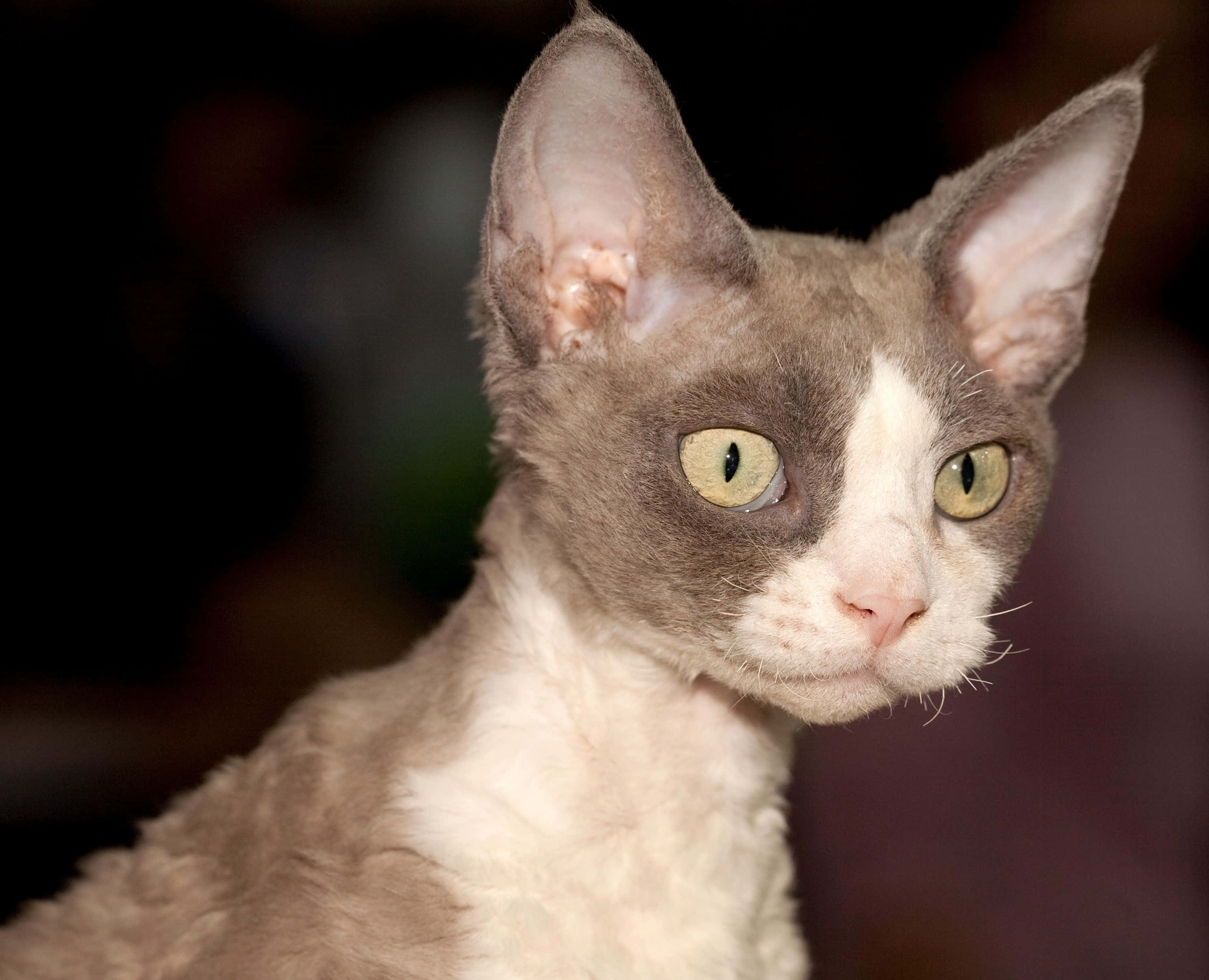 Devon Rex, grey and white, large ears, 2K Desktop Wallpaper